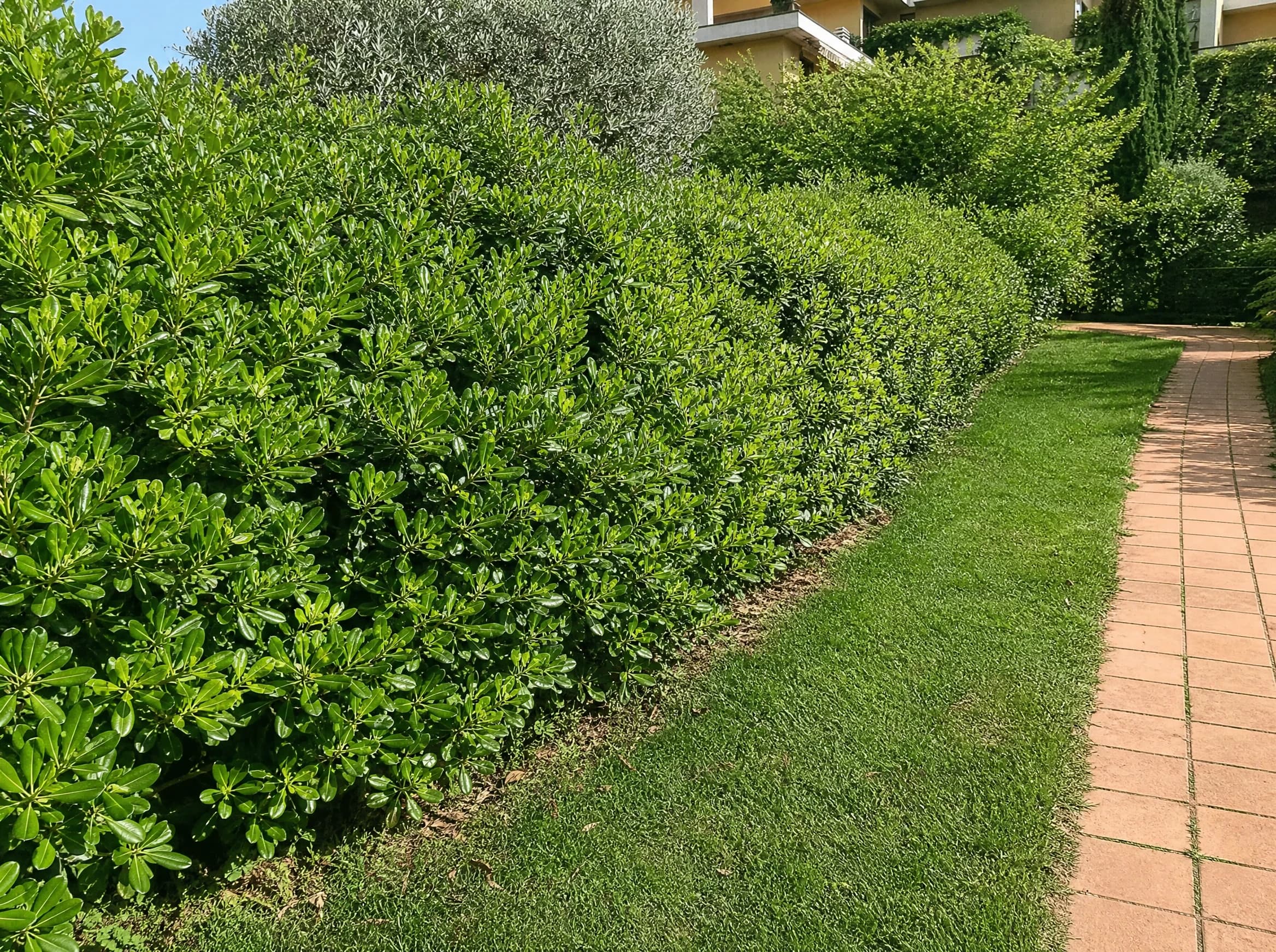 פיטוספורום ירוק גבוה (pittosporum tobira) — גדר חיה גבוהה וצפופה של פיטוספורום לצד רצועת דשא ושביל לבנים — גדר חיה, משתלת הדר נוי