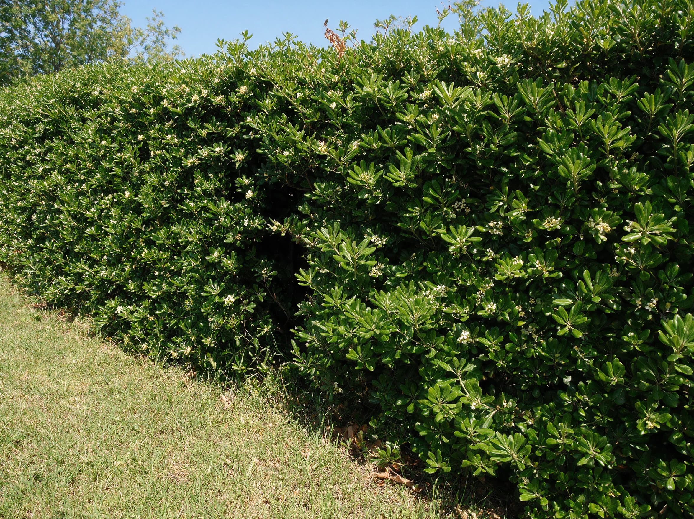 פיטוספורום ירוק גבוה (pittosporum tobira) — גדר פיטוספורום צפופה בפריחה קרמית מעל שולי דשא — גדר חיה, משתלת הדר נוי