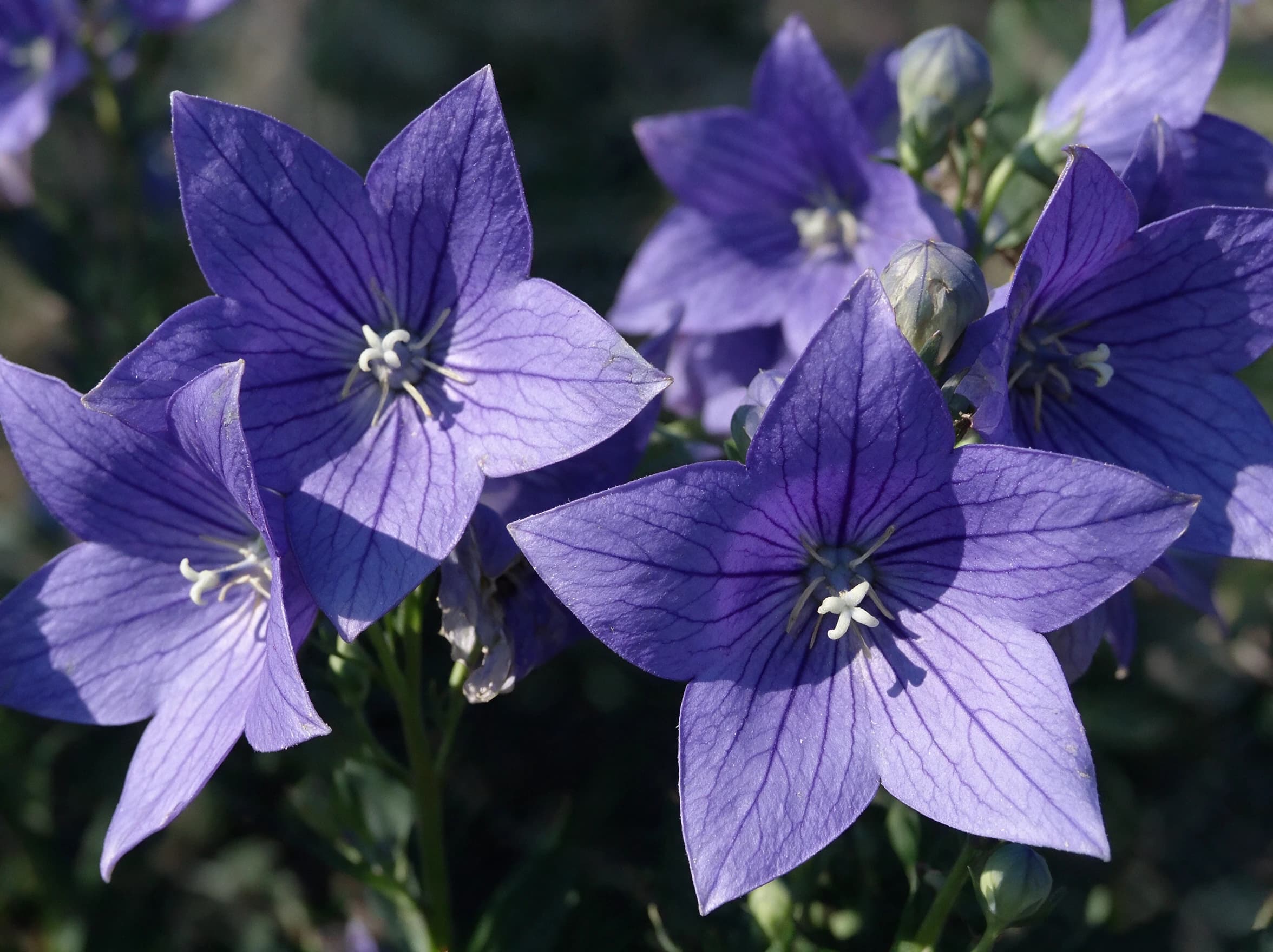 פלטיקודון (פרח הבלון) (platycodon grandiflorus) — תקריב פריחה, משתלת הדר נוי
