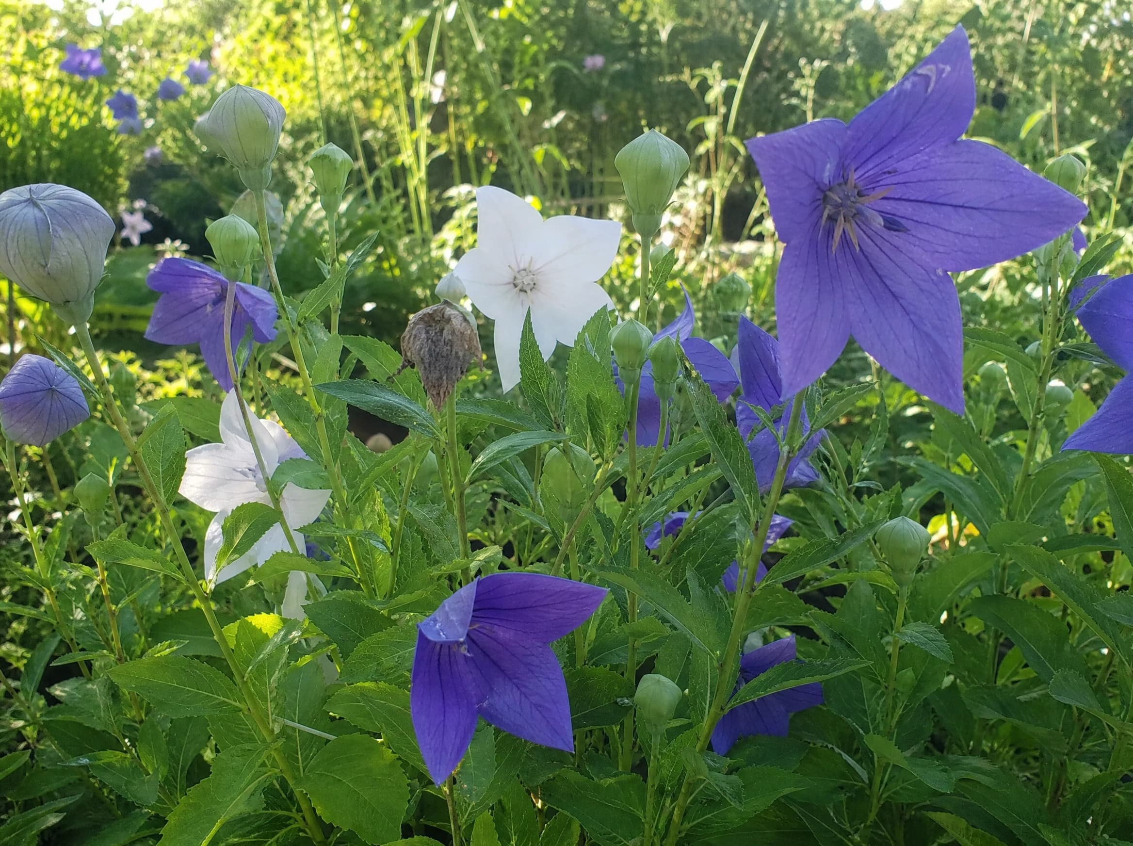 פלטיקודון (פרח הבלון) (platycodon grandiflorus) — תקריב פריחה, משתלת הדר נוי