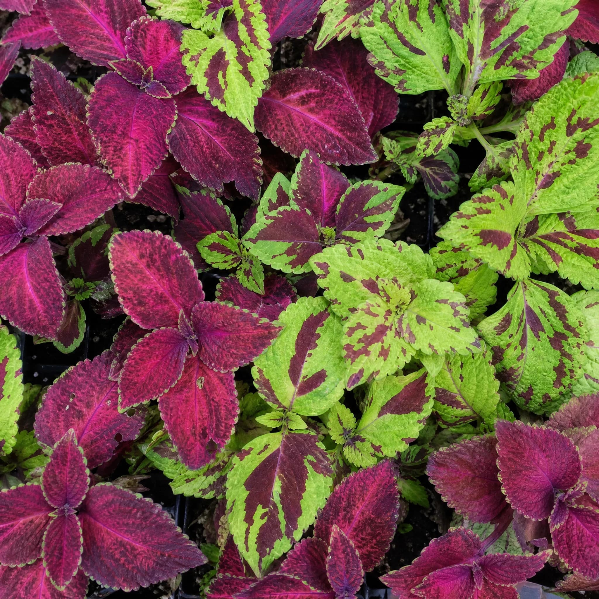 קולאוס מיקס (plectranthus scutellarioides) — תקריב עלים, משתלת הדר נוי