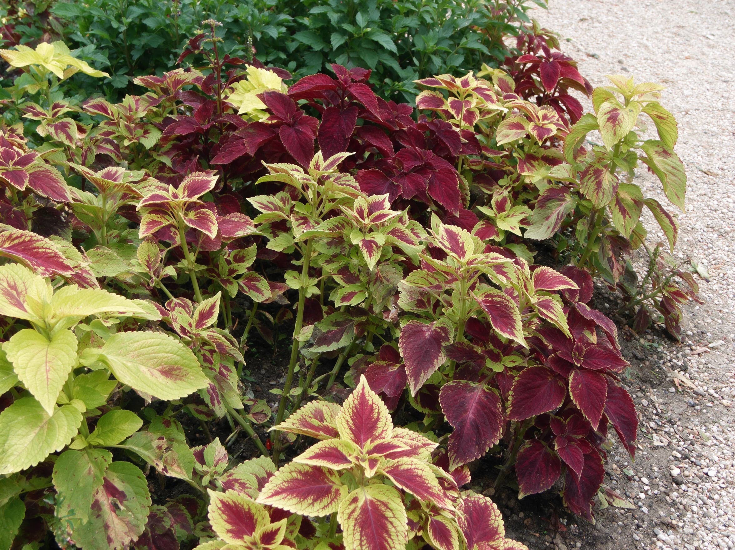 קולאוס מיקס (plectranthus scutellarioides) — ערוגת קולאוס בעלים צבעוניים בגוני ליים בורדו ואדום לצד שביל חצץ — שתילה במסה, משתלת הדר נוי