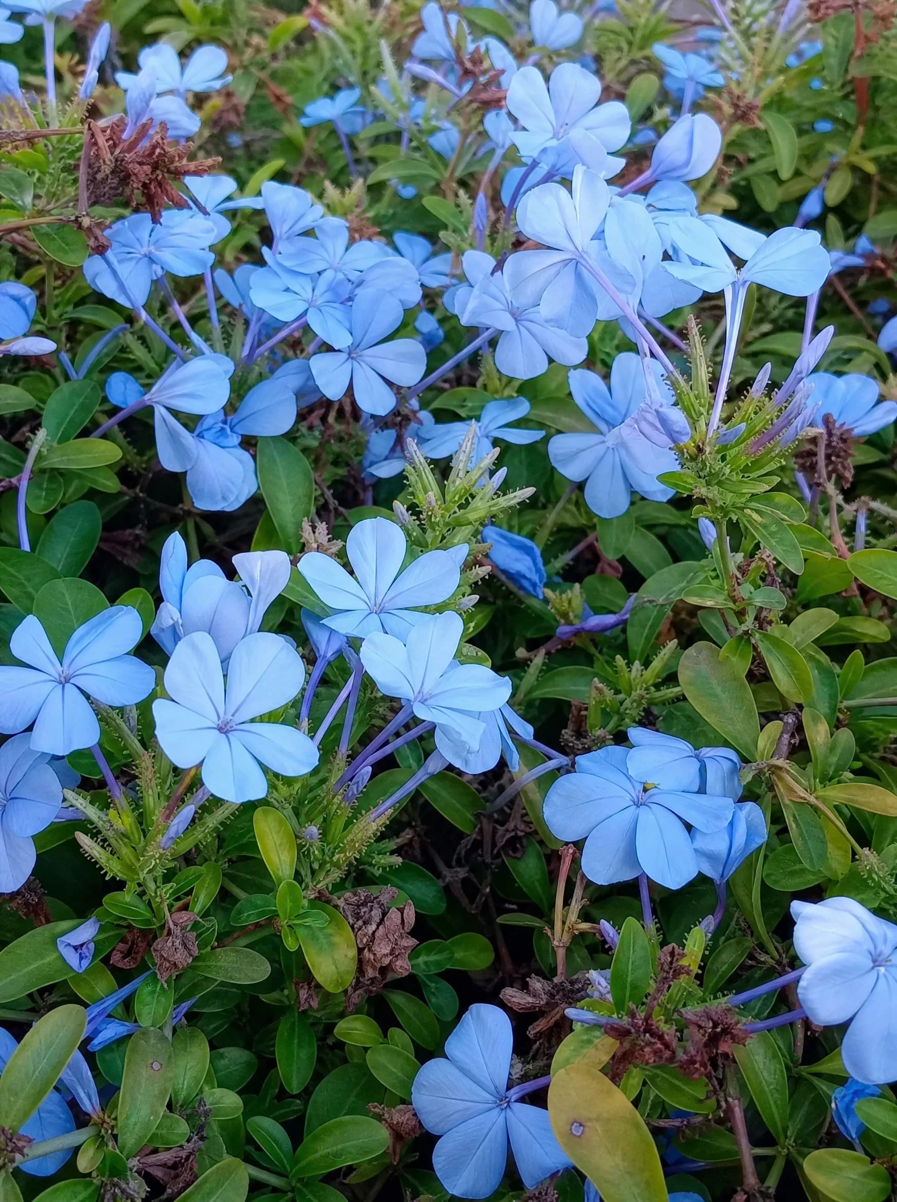 ליפופית כפנית (plumbago auriculata) — תקריב פריחה, משתלת הדר נוי