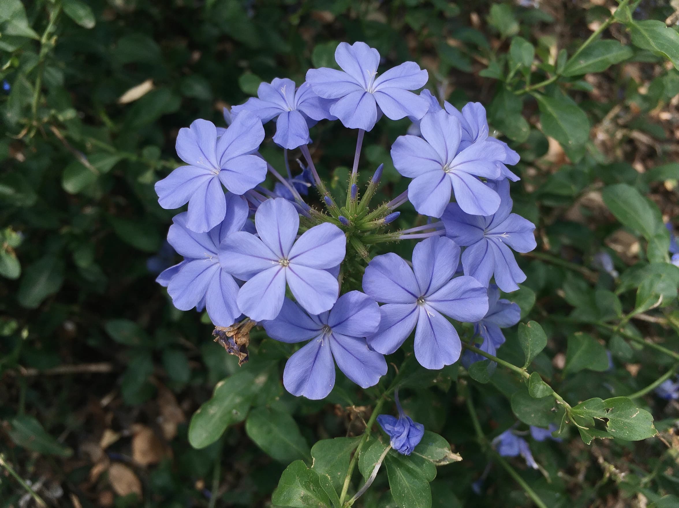 ליפופית כפנית (plumbago auriculata) — תקריב פריחה, משתלת הדר נוי