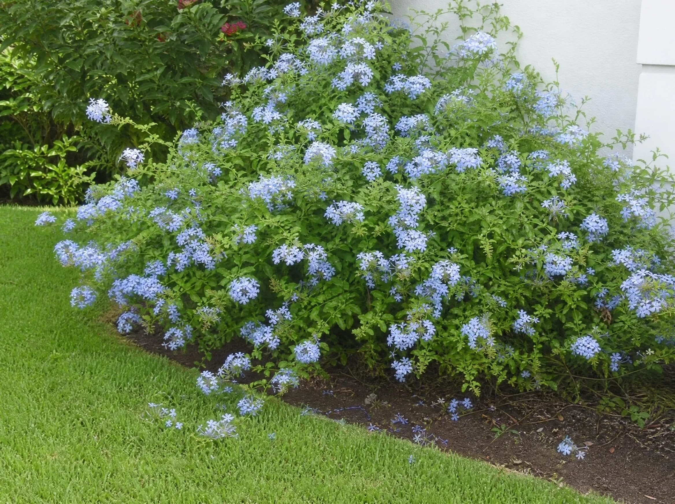 ליפופית כפנית (plumbago auriculata) — מסך פלומבגו פורח בתכלת לאורך שפת דשא מול קיר לבן — מסך ירוק להסתרה, משתלת הדר נוי