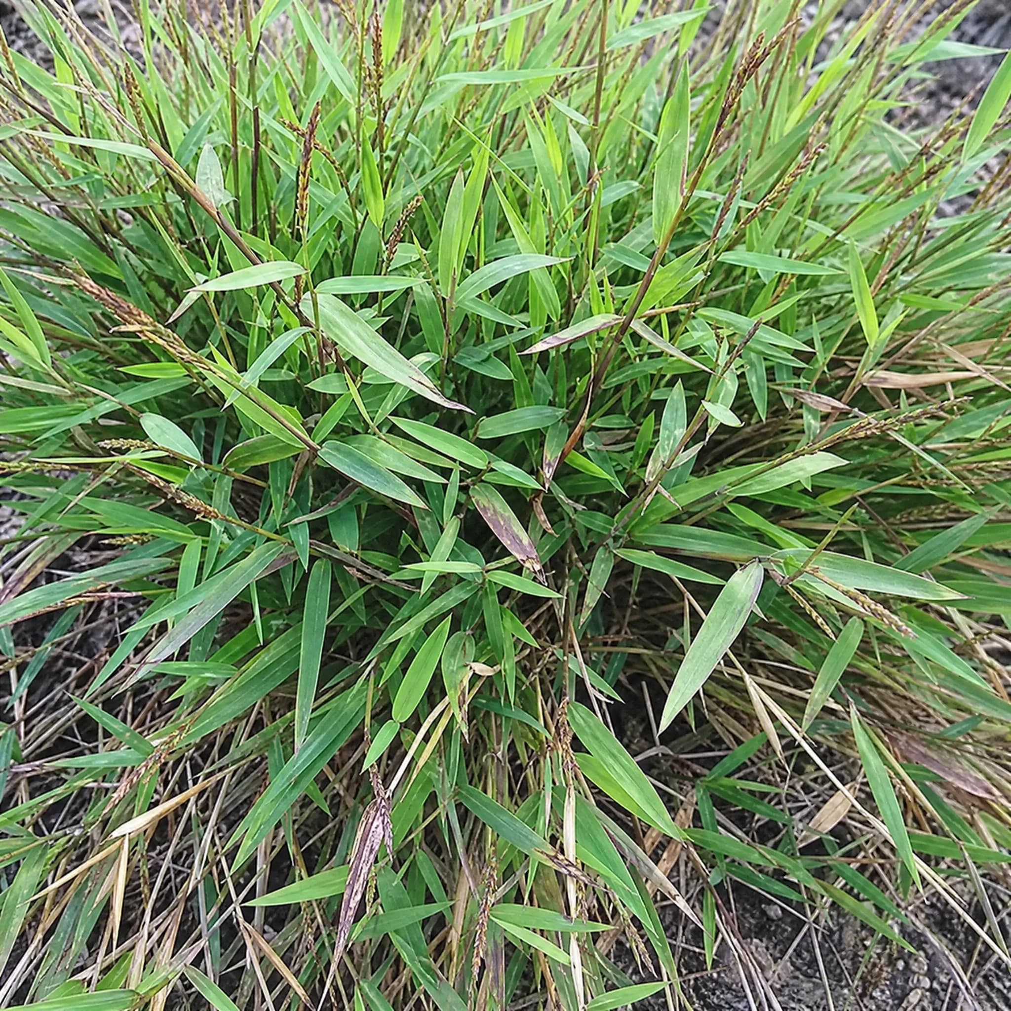 במבוק ננסי ירוק (pogonatherum paniceum) — תקריב עלים, משתלת הדר נוי