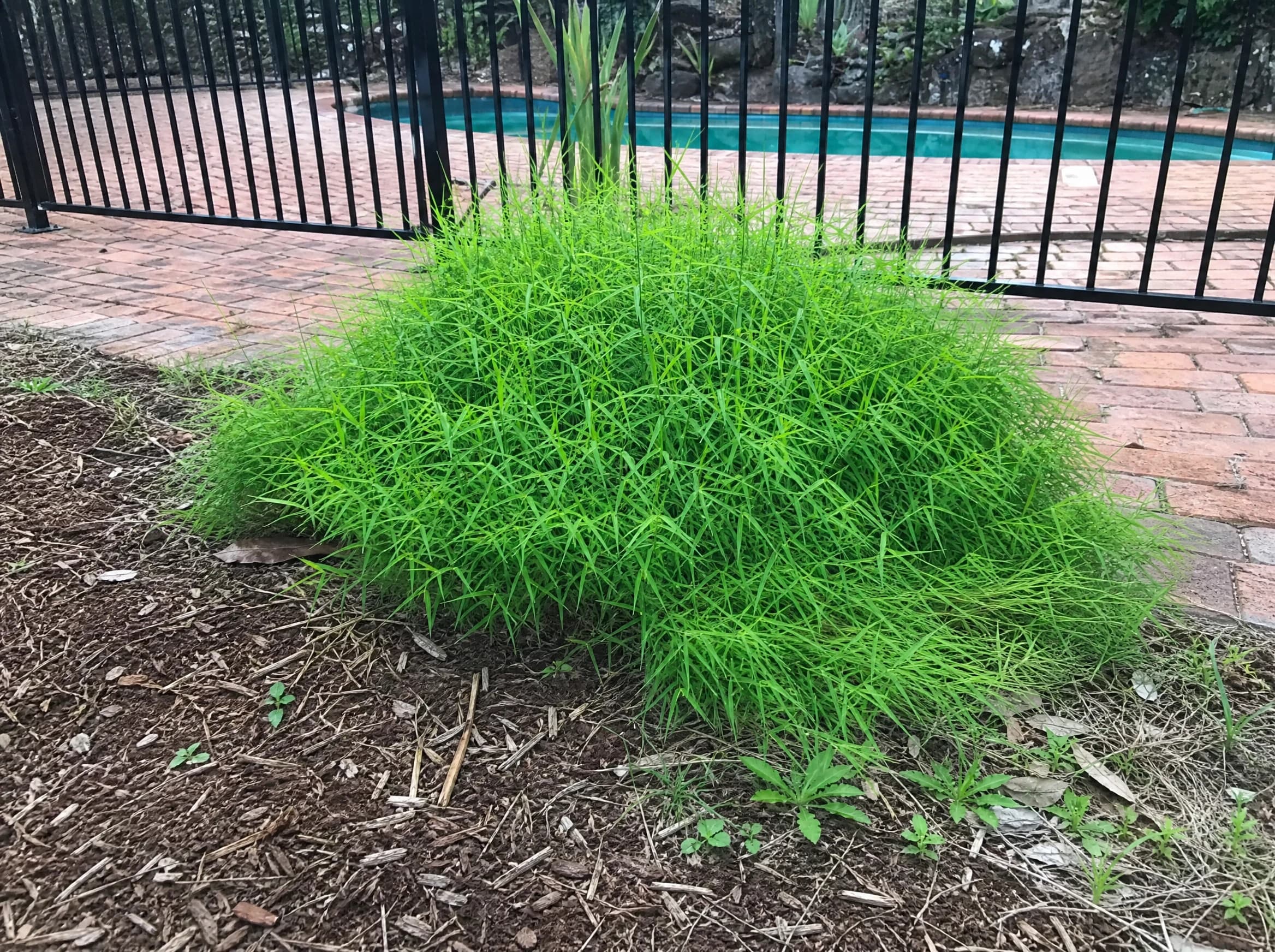 במבוק ננסי ירוק (pogonatherum paniceum) — תלולית דגן ירוקה ובהירה לצד גדר בריכה ומרצפות לבנים — שתילה לצד בריכה, משתלת הדר נוי