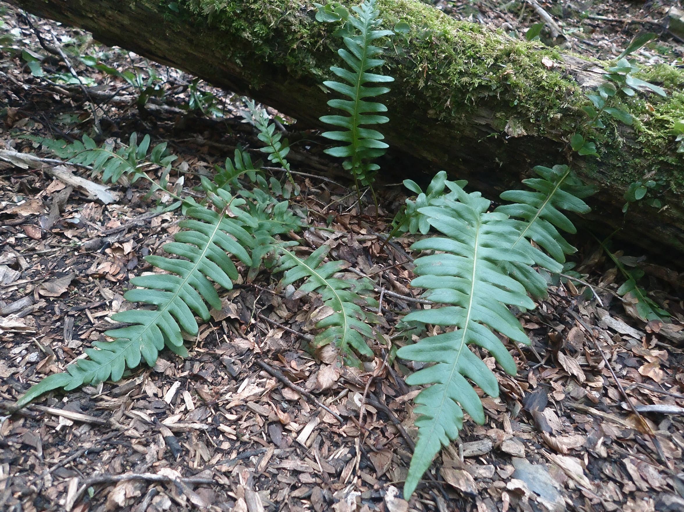 פוליפודיום (polypodium) — שרכי פוליפודיום פרושים על מצע עלים לצד גזע מכוסה טחב — כיסוי קרקע, משתלת הדר נוי