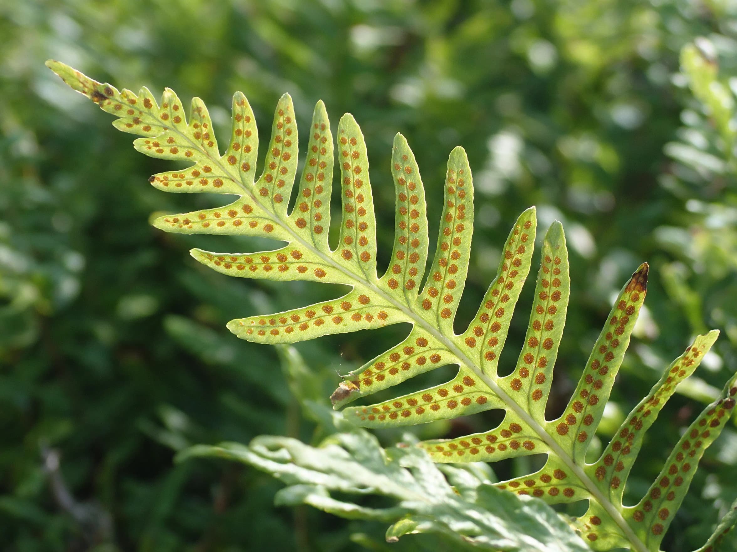 פוליפודיום (polypodium) — תקריב עלים, משתלת הדר נוי