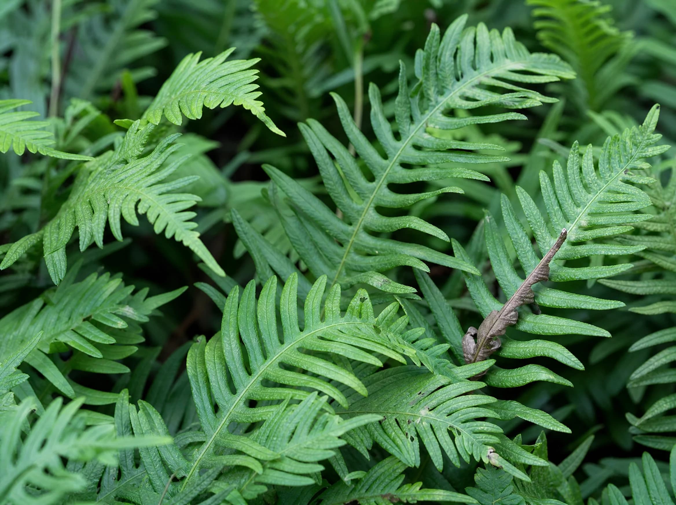 פוליפודיום (polypodium) — תקריב עלים, משתלת הדר נוי
