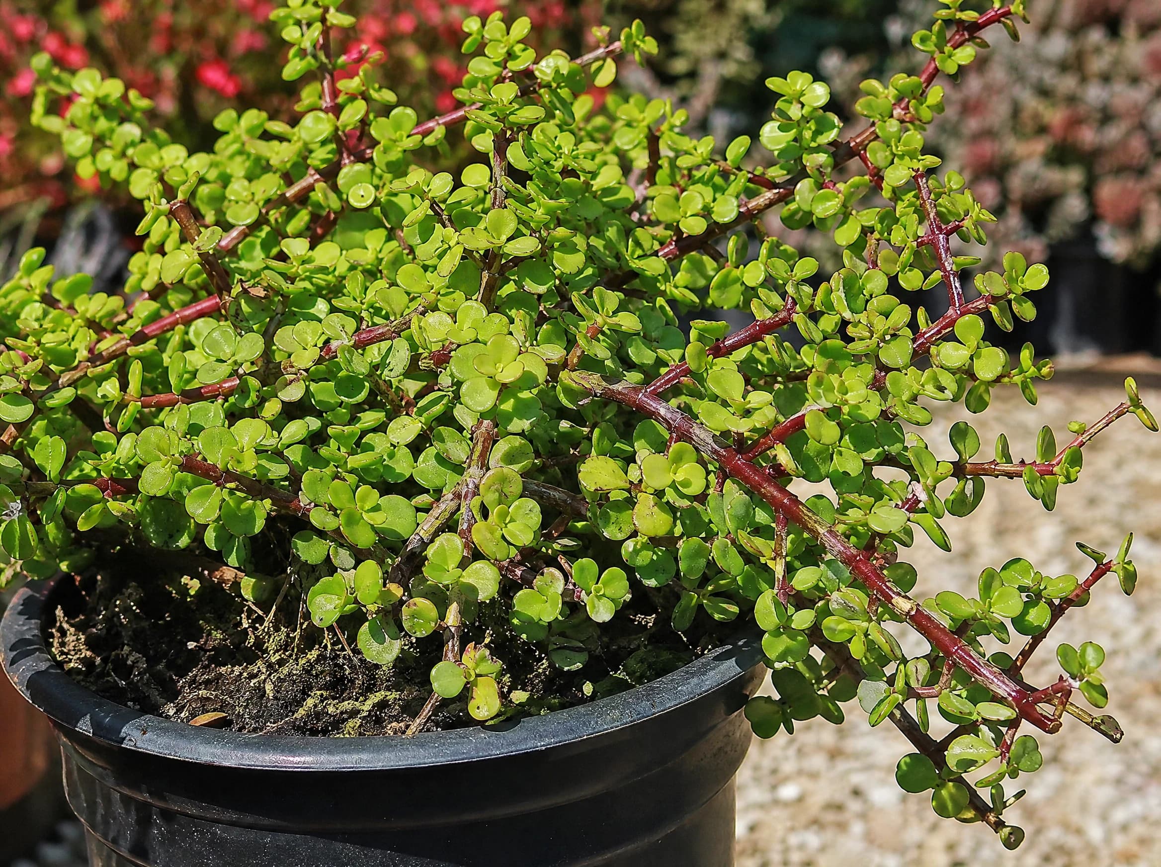פורטולקריה ירוקה (portulacaria afra) — שיח בשרני בעלים עגולים ירוקים וענפים אדמדמים בעציץ — שתילה במיכל ובמרפסת, משתלת הדר נוי