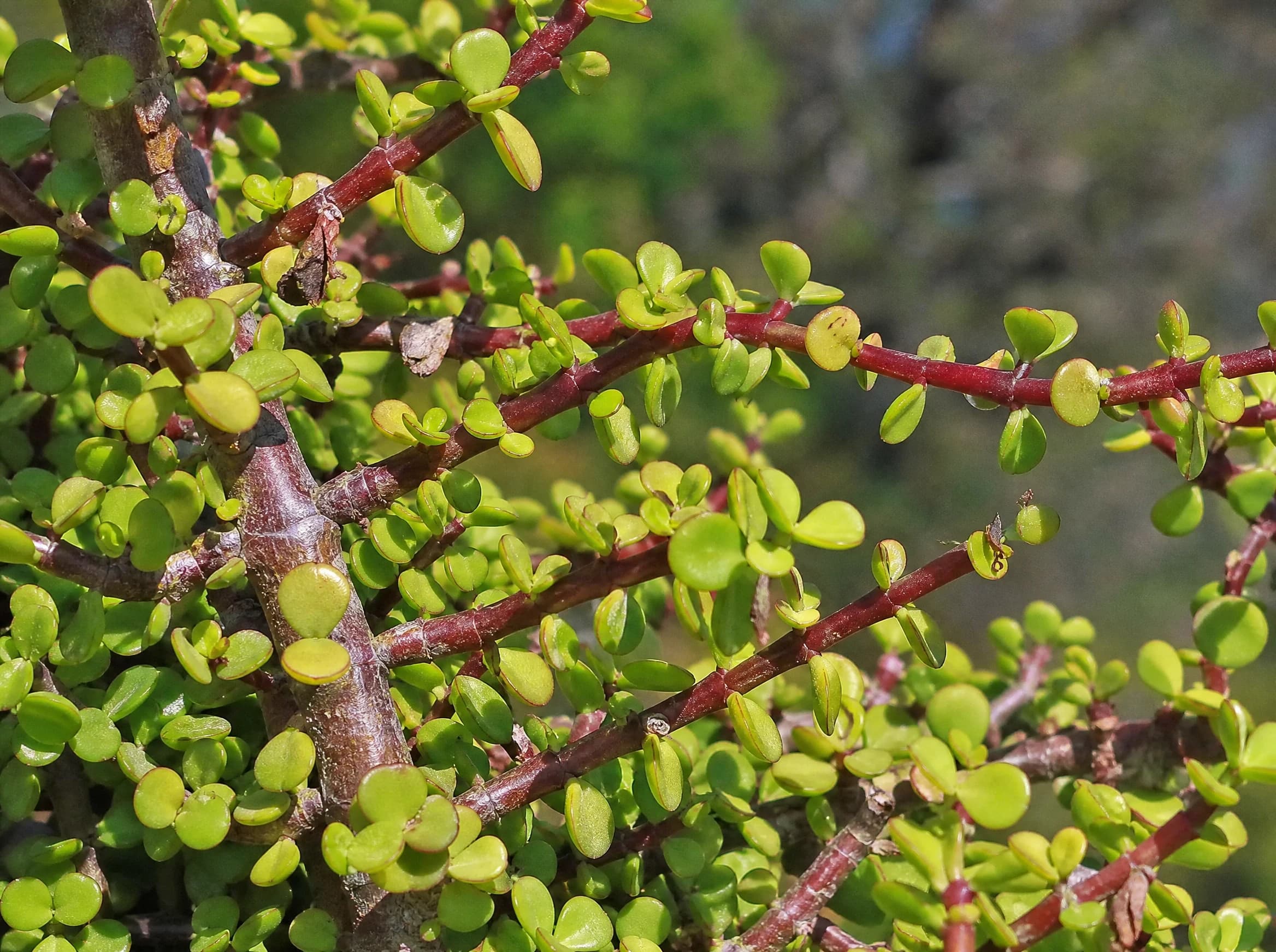 פורטולקריה ירוקה (portulacaria afra) — תקריב עלים, משתלת הדר נוי