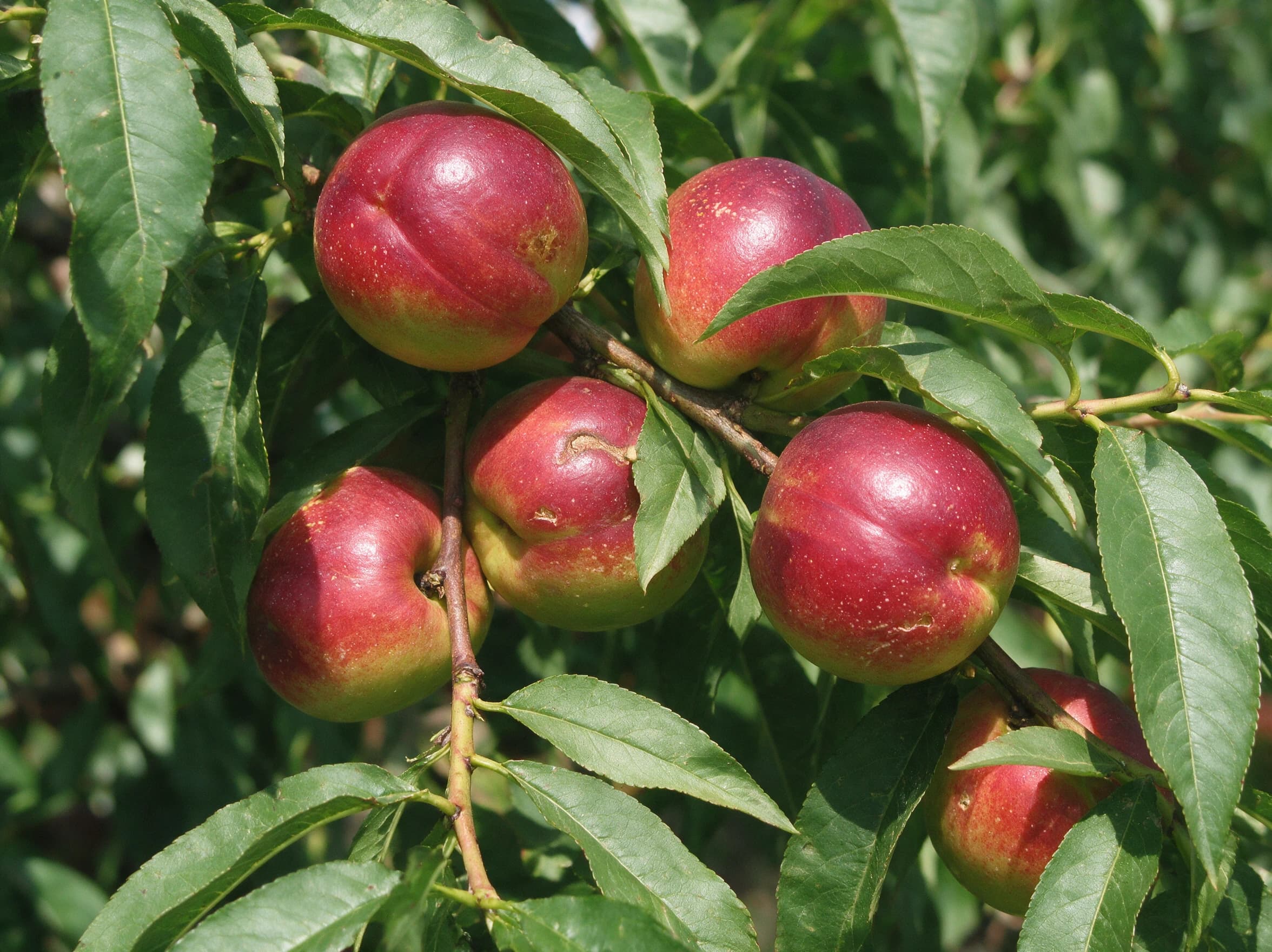 נקטרינה אדומה (prunus persica) — תקריב פרי, משתלת הדר נוי