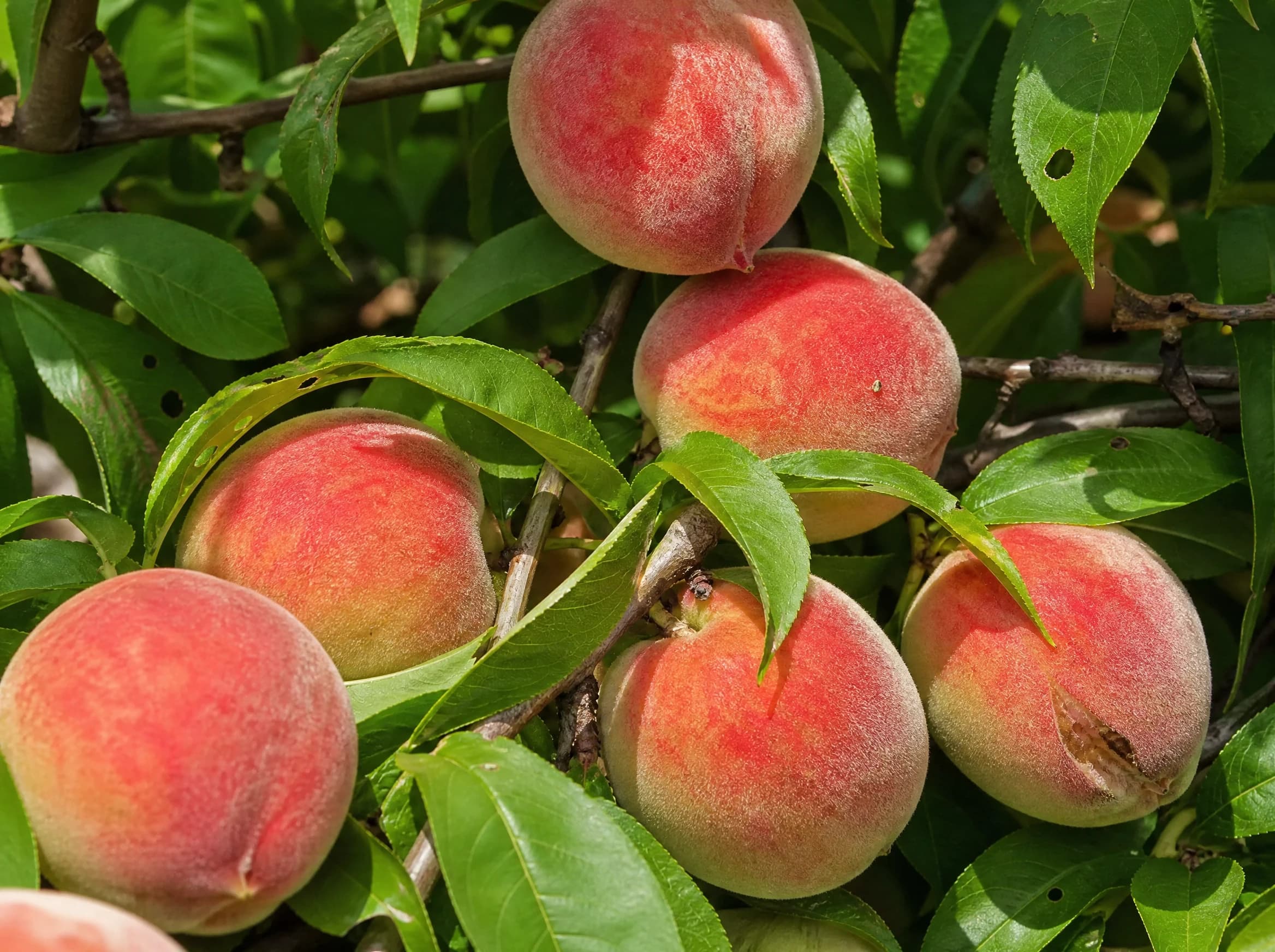 אפרסק עודד (לבן) (prunus persica oded) — תקריב פרי, משתלת הדר נוי