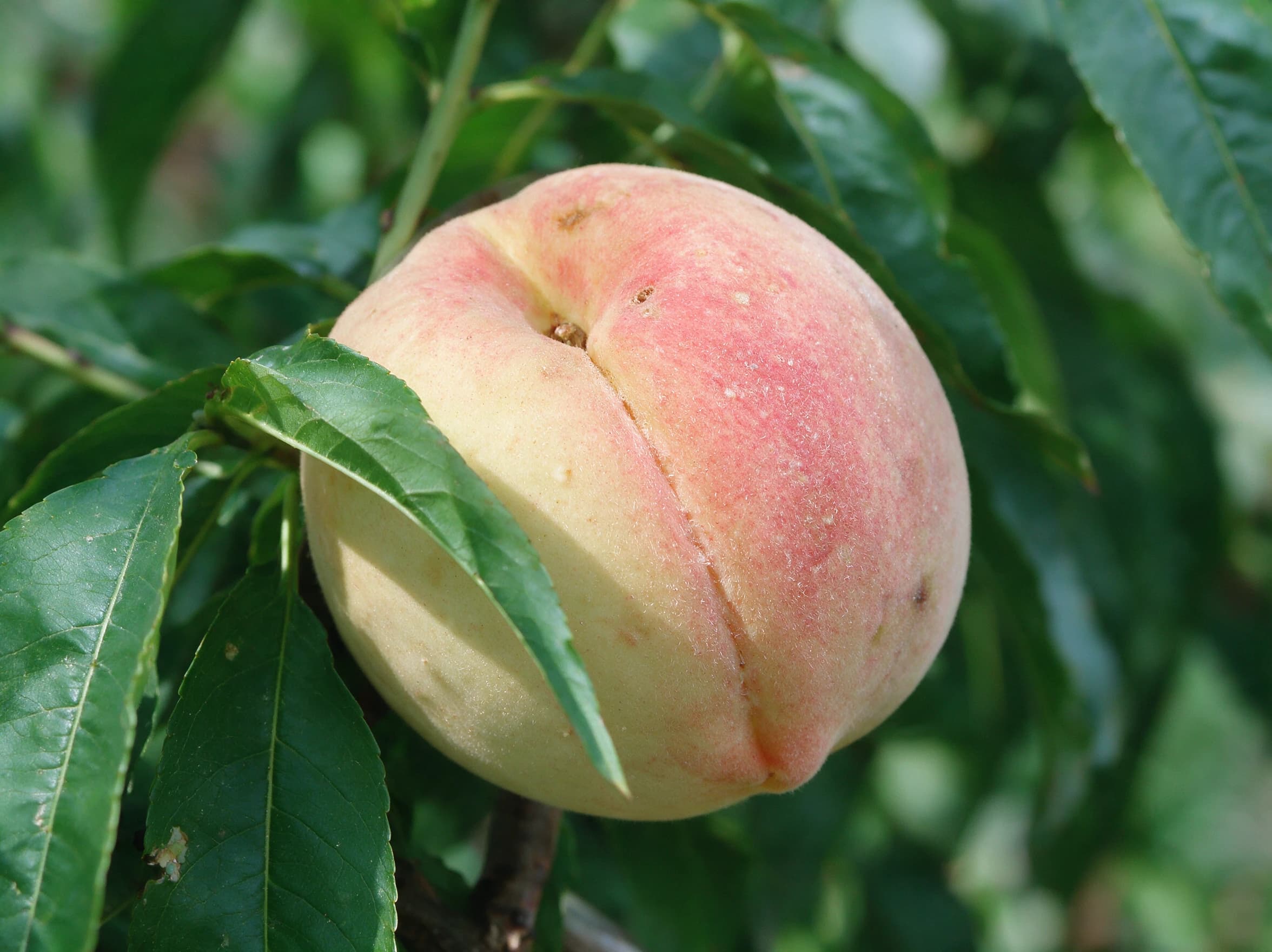 אפרסק עודד (לבן) (prunus persica oded) — תקריב פרי, משתלת הדר נוי