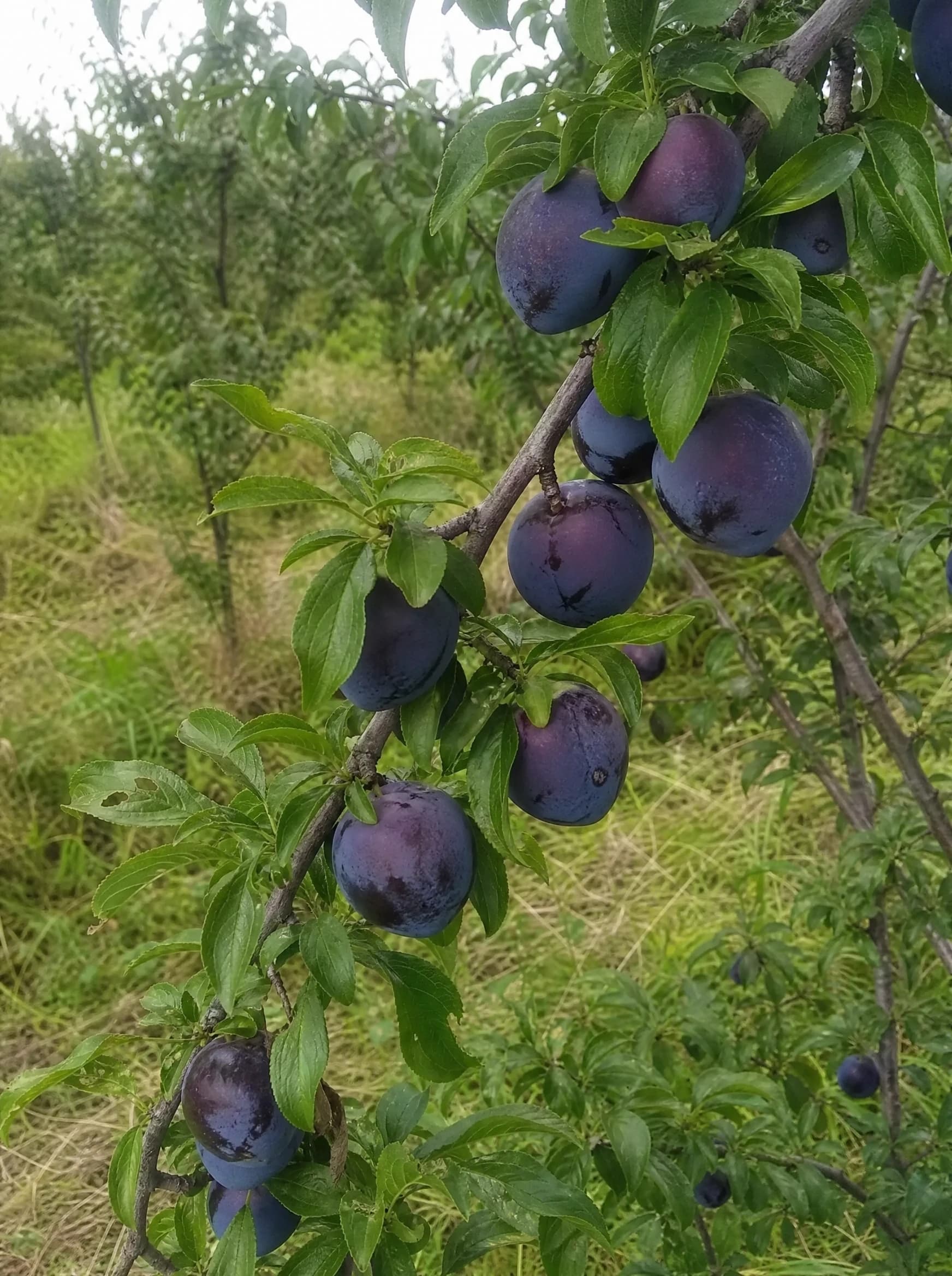 שזיף 'בלק ספלנדור׳ (prunus salicina) — תקריב פרי, משתלת הדר נוי