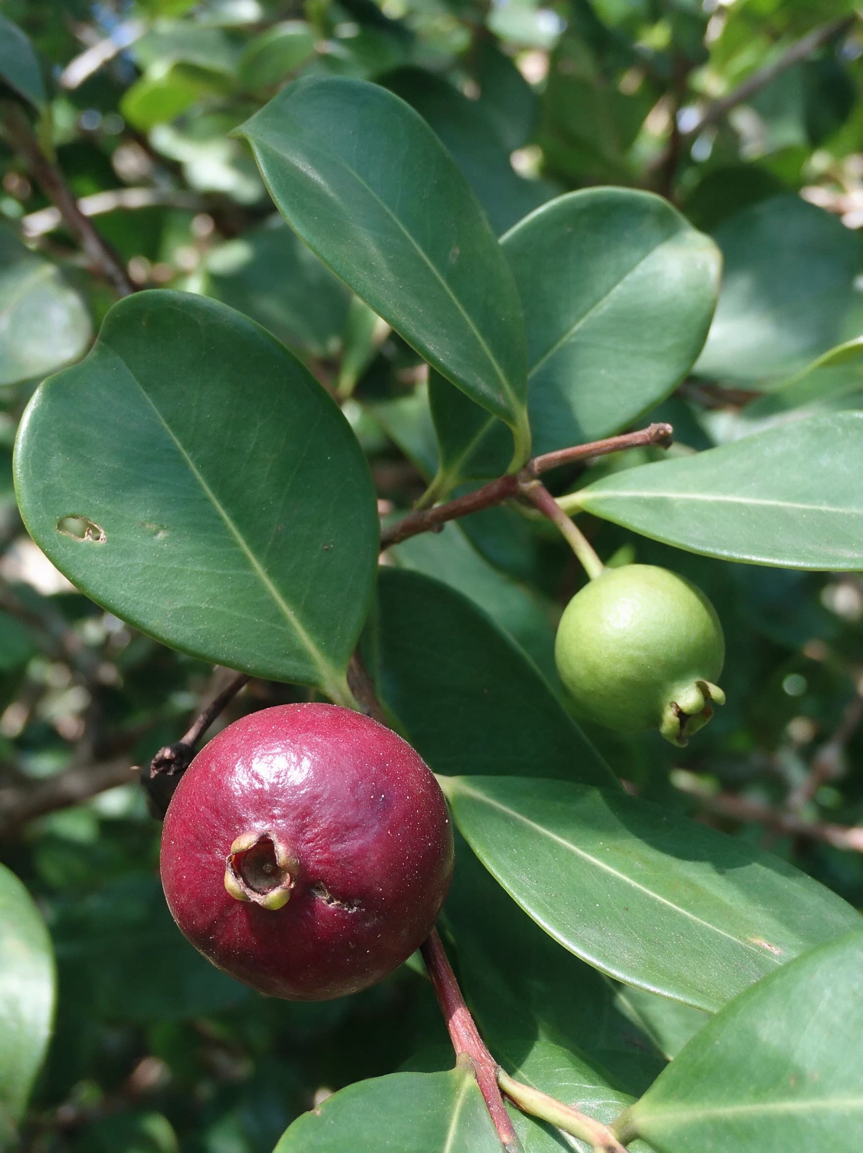 גויאבה תותית (psidium cattleianum) — תקריב פרי, משתלת הדר נוי