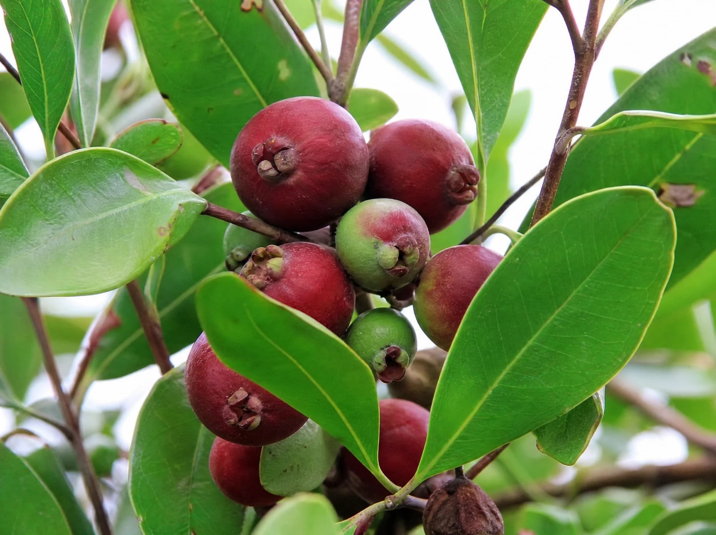 גויאבה תותית (psidium cattleianum) — תקריב פרי, משתלת הדר נוי