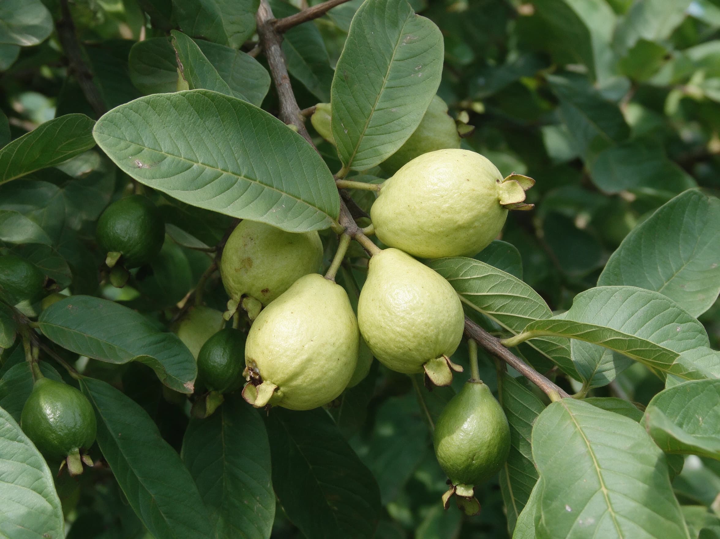 גויאבה לבנה (psidium guajava) — תקריב פרי, משתלת הדר נוי