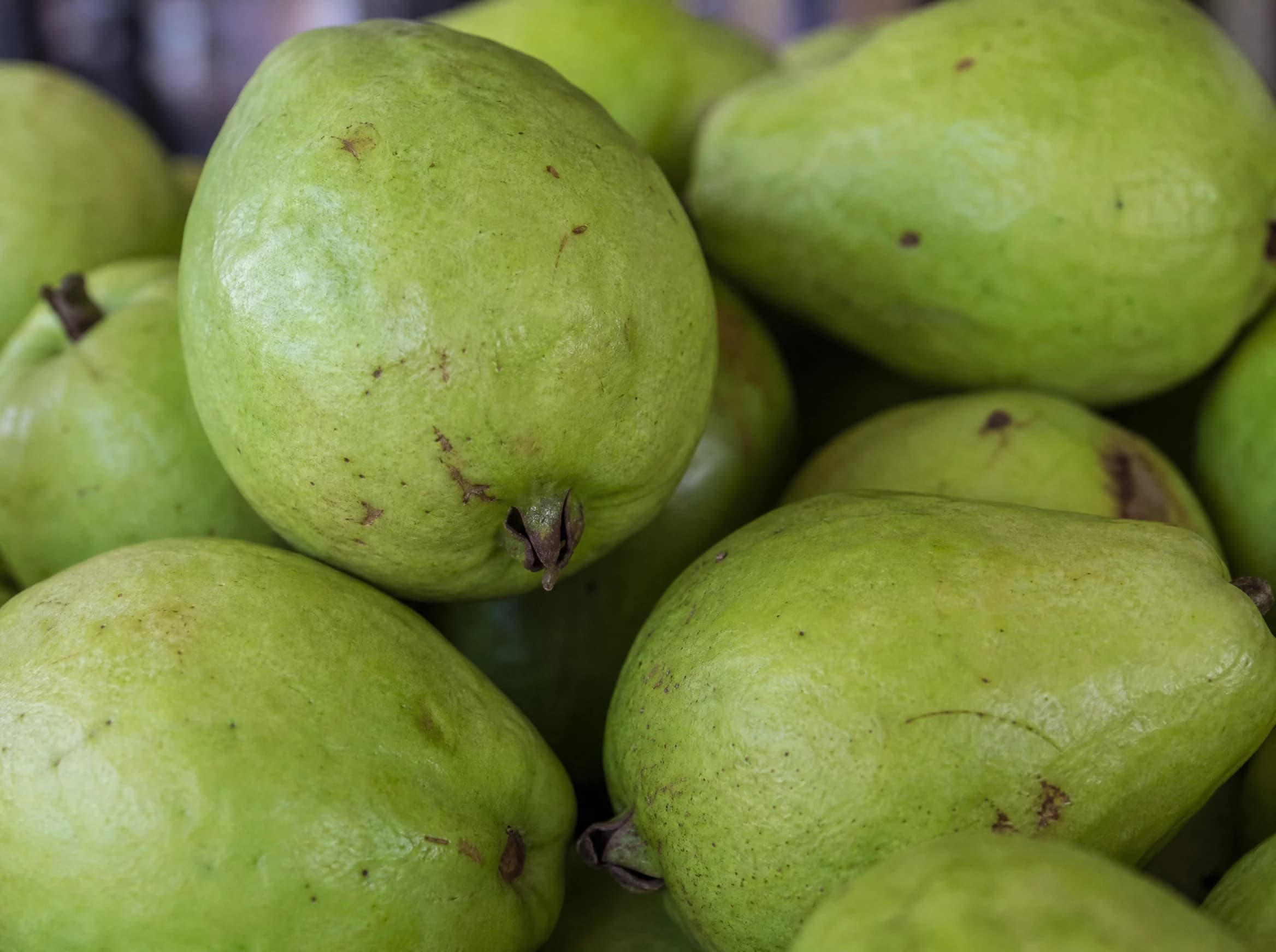 גויאבה לבנה (psidium guajava) — תקריב פרי, משתלת הדר נוי