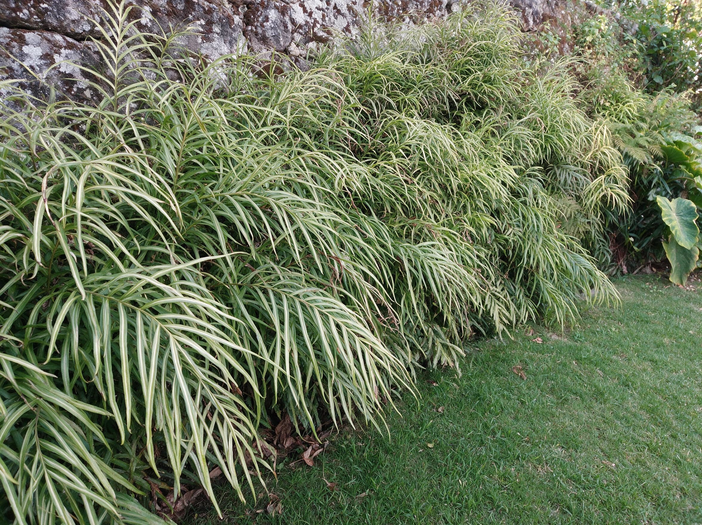 פטריס ירוק (pteris cretica) — מסת שרכים בהירים נשפכת מעל קיר אבן נמוך מול דשא — שתילה במסה, משתלת הדר נוי