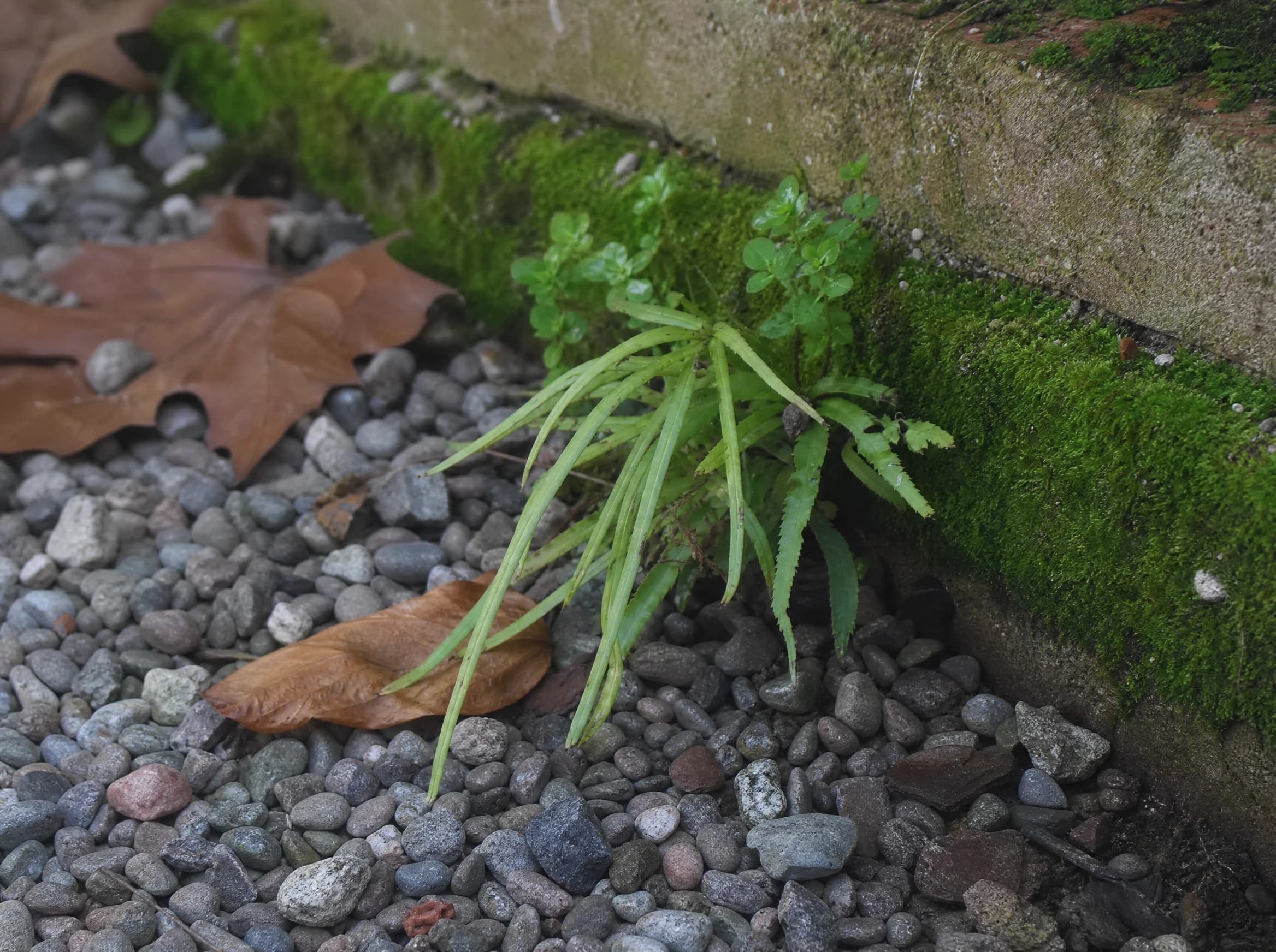 פטריס ירוק (pteris cretica) — שרך ברקן צעיר בעלים דמויי רצועה בחצץ לצד אבן שפה מכוסה טחב — גינת סלעים, משתלת הדר נוי
