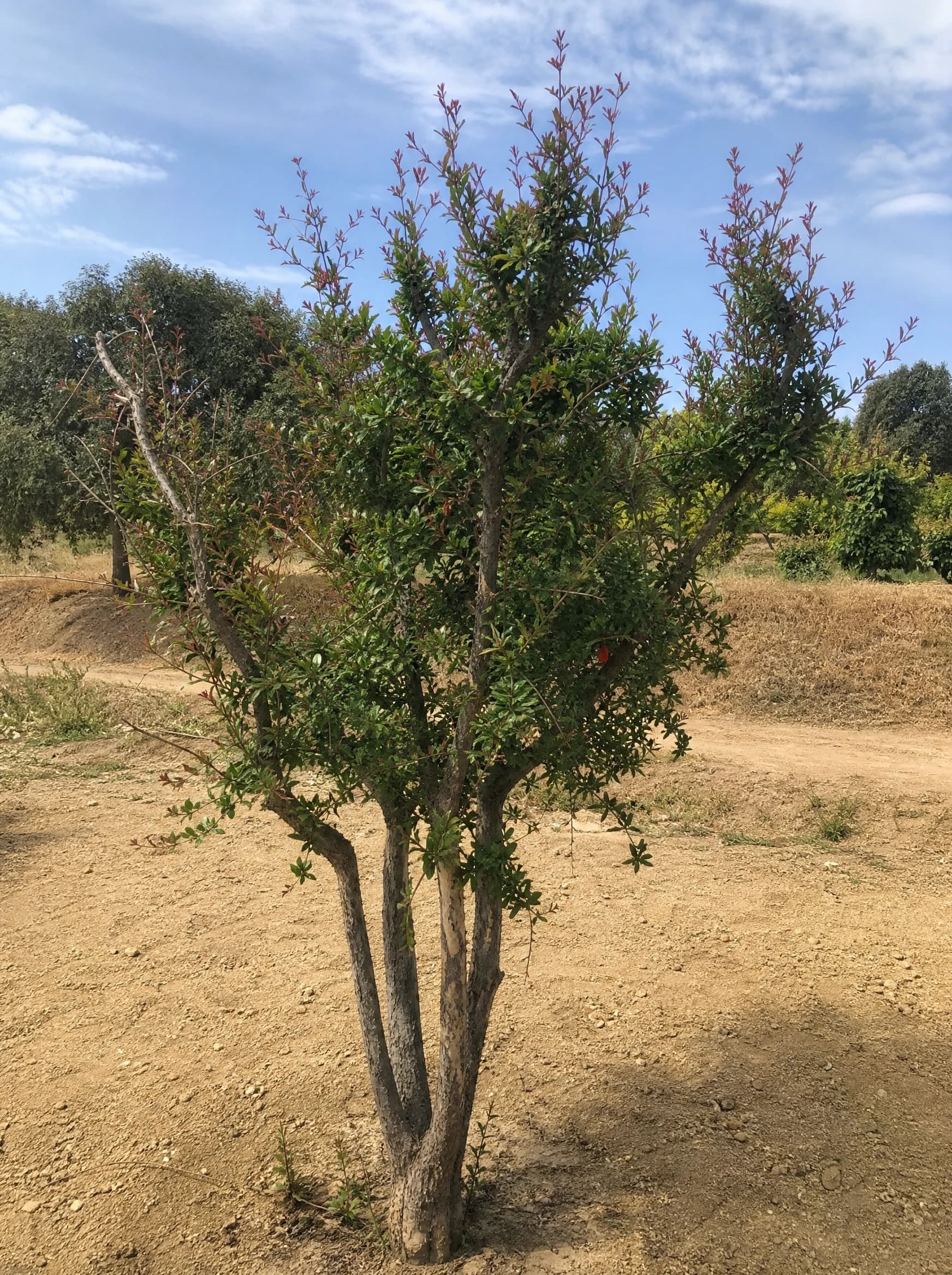 רימון מתוק 'עכו׳ (punica granatum) — עץ רימון צעיר רב־גזעי עם נצרים בגוון נחושת על קרקע חשופה — צמח מבטא בגינה, משתלת הדר נוי