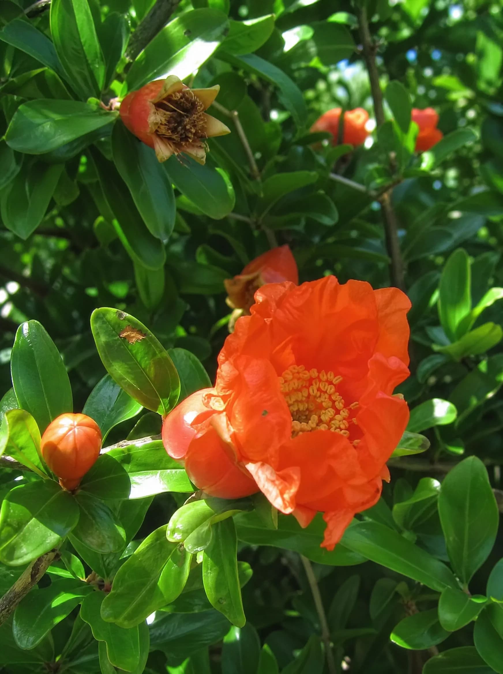 רימון מתוק 'עכו׳ (punica granatum) — תקריב פריחה, משתלת הדר נוי