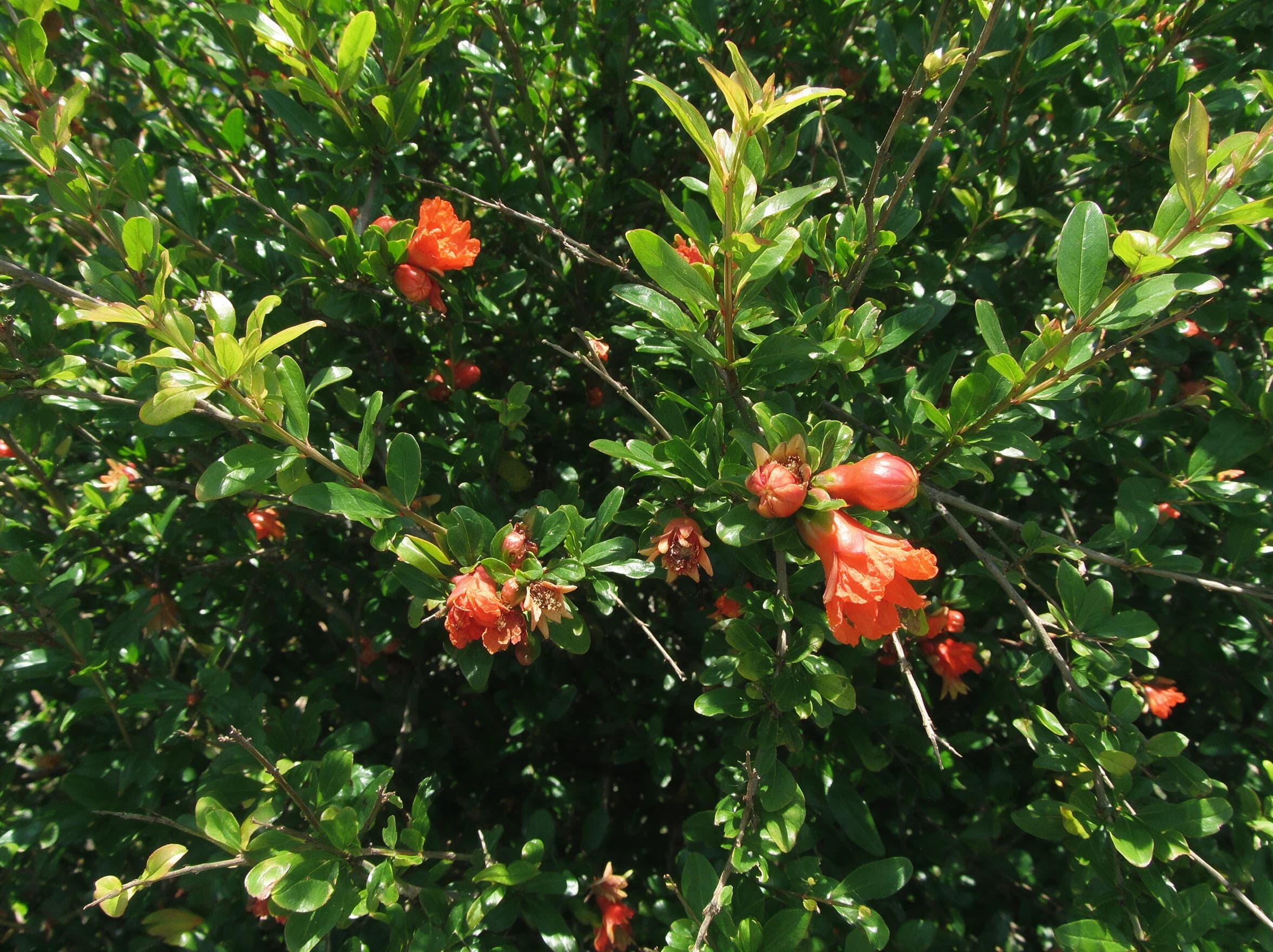 רימון מתוק 'עכו׳ (punica granatum) — תקריב פרי, משתלת הדר נוי