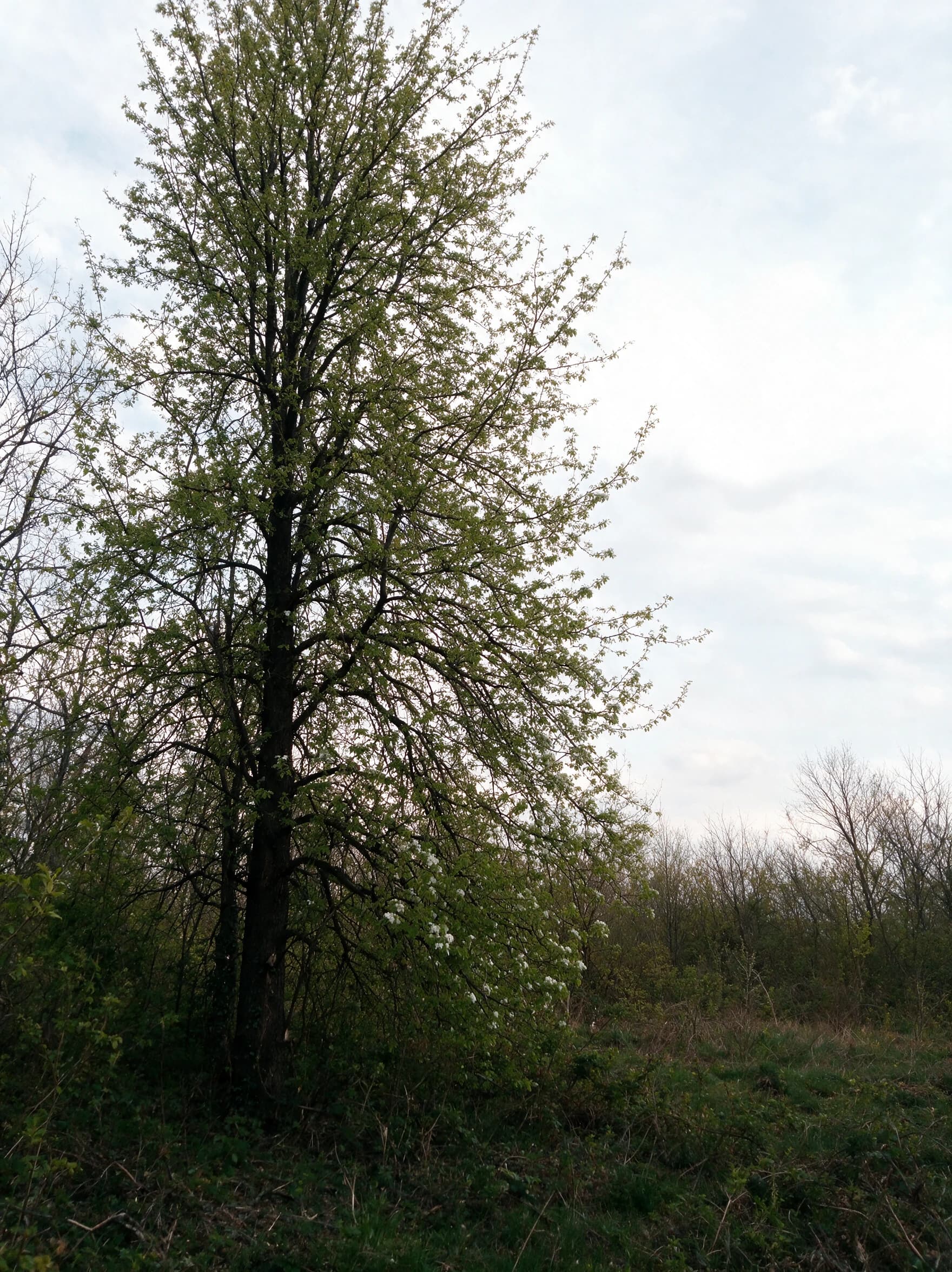 אגס ספדונה (pyrus communis spadona) — עץ אגס בוגר וגבוה בעלווה אביבית בשולי חורש — צמח מבטא בגינה, משתלת הדר נוי