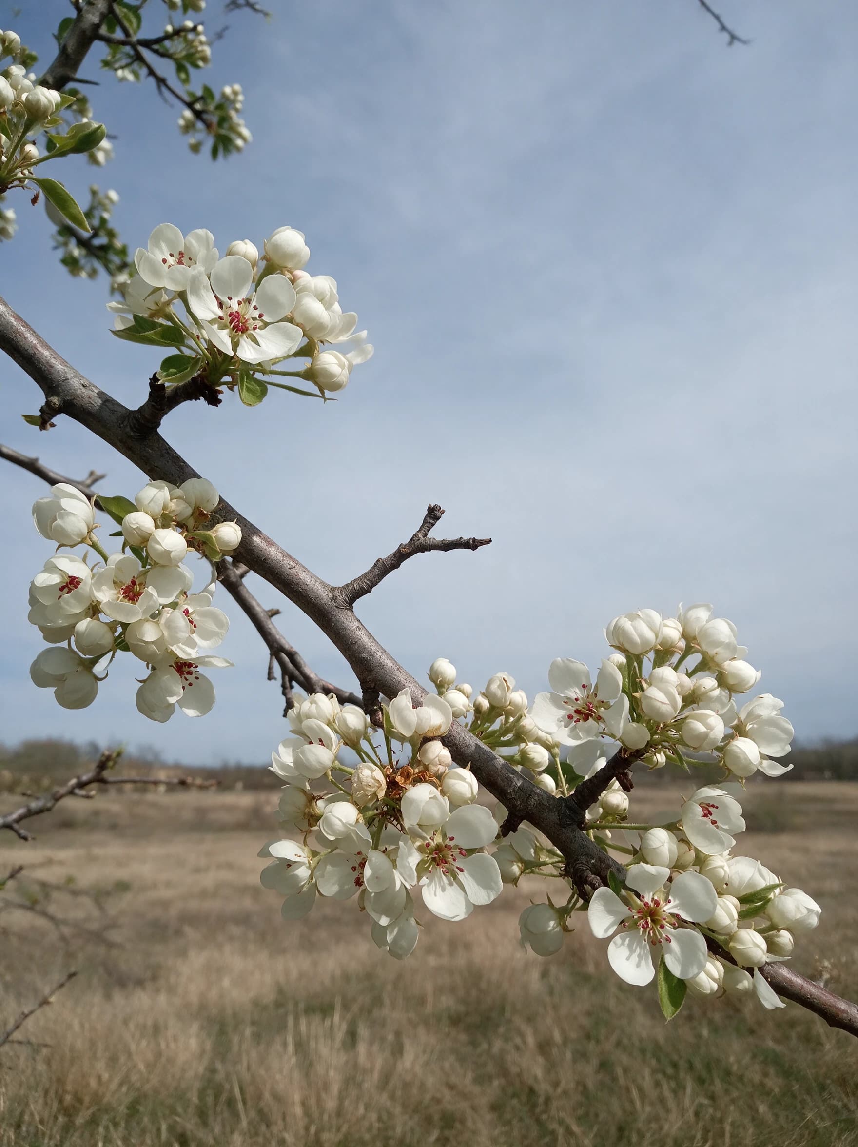 אגס ספדונה (pyrus communis spadona) — תקריב פריחה, משתלת הדר נוי