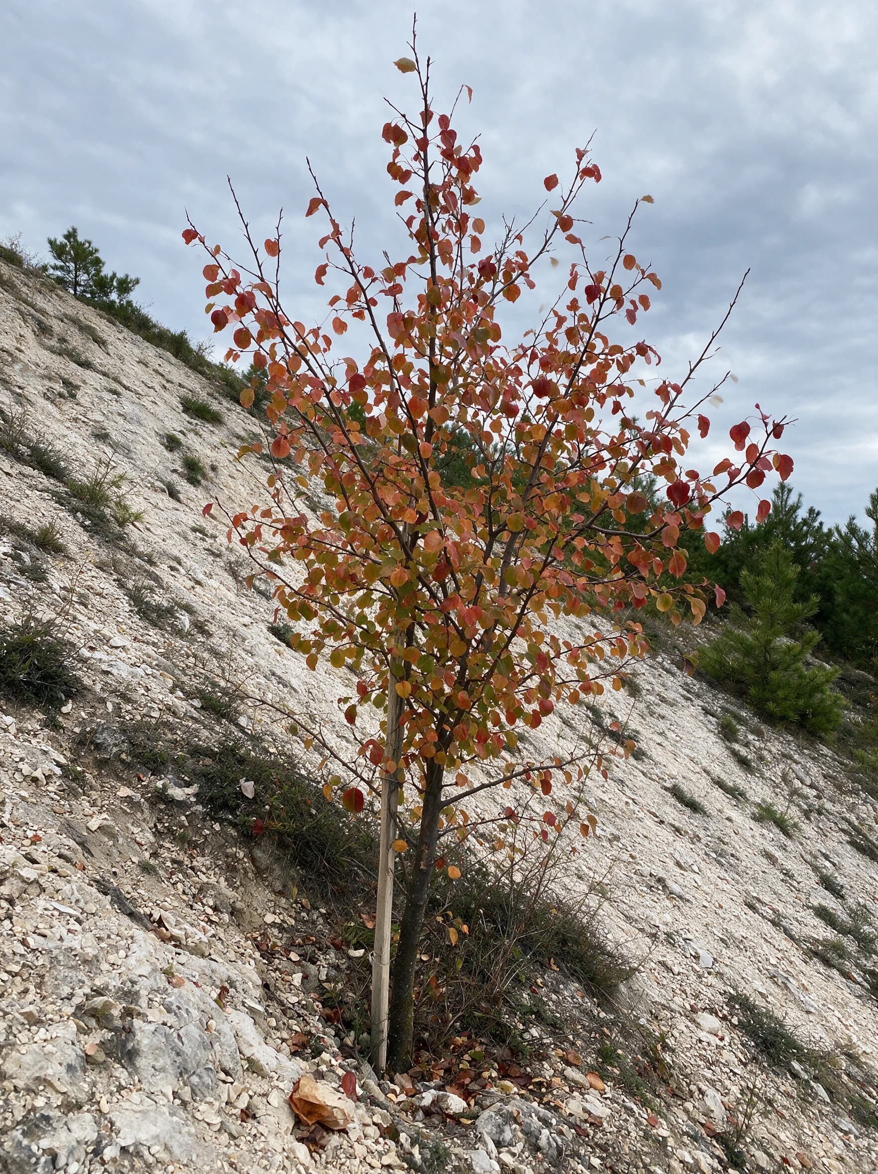 אגס ספדונה (pyrus communis spadona) — עץ אגס צעיר בעלווה סתווית אדומה־כתומה על מדרון סלעי — ייצוב מדרון, משתלת הדר נוי