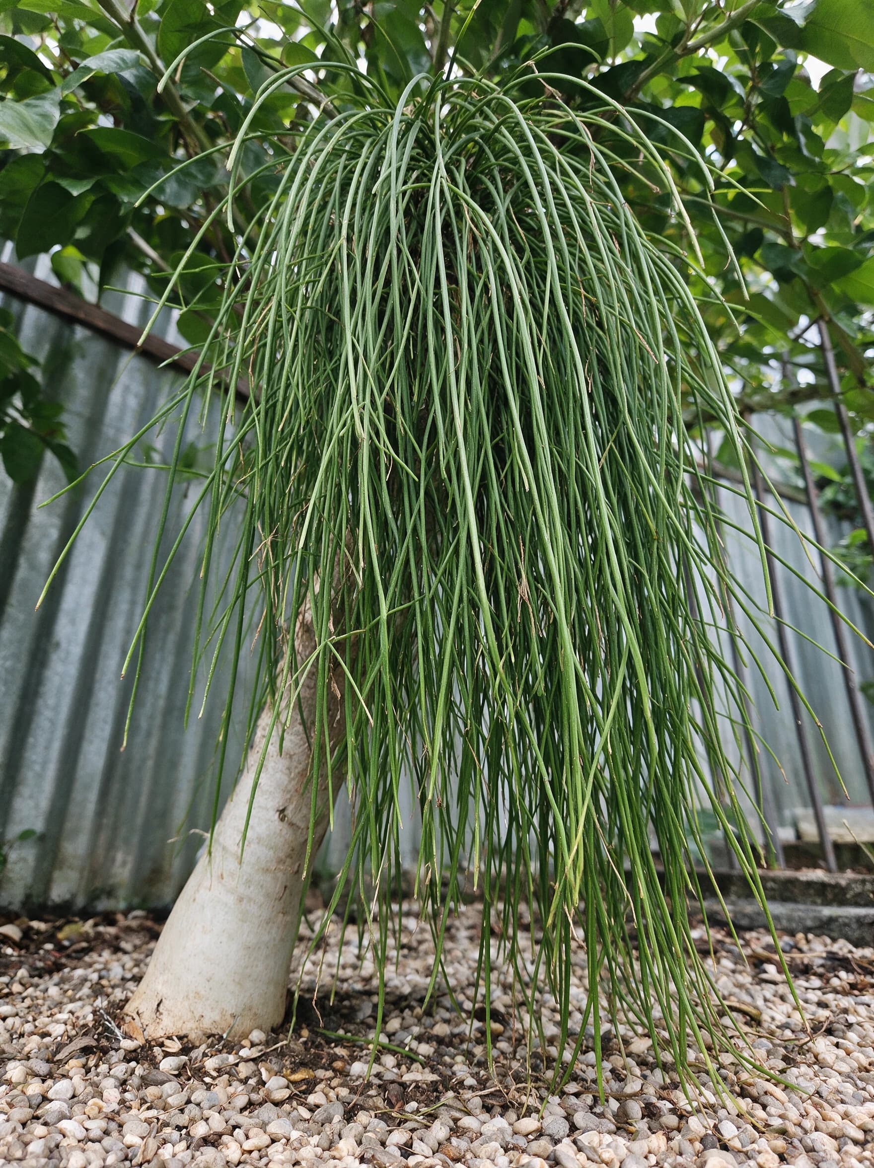ריפסליס 'פרדוקסה׳ (קקטוס שרשרת) (rhipsalis paradoxa) — צמח בעל גבעולים דקים ומשתלשלים מעל בסיס מעובה בערוגת חצץ — צמח מבטא בגינה, משתלת הדר נוי