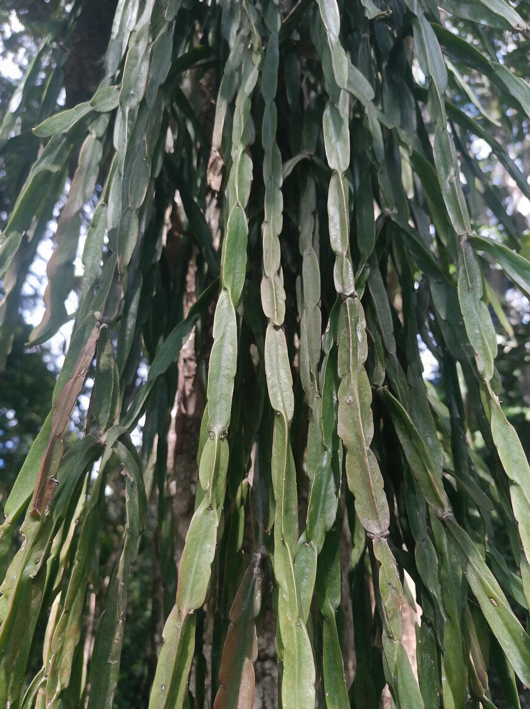 ריפסליס 'פרדוקסה׳ (קקטוס שרשרת) (rhipsalis paradoxa) — תקריב עלים, משתלת הדר נוי