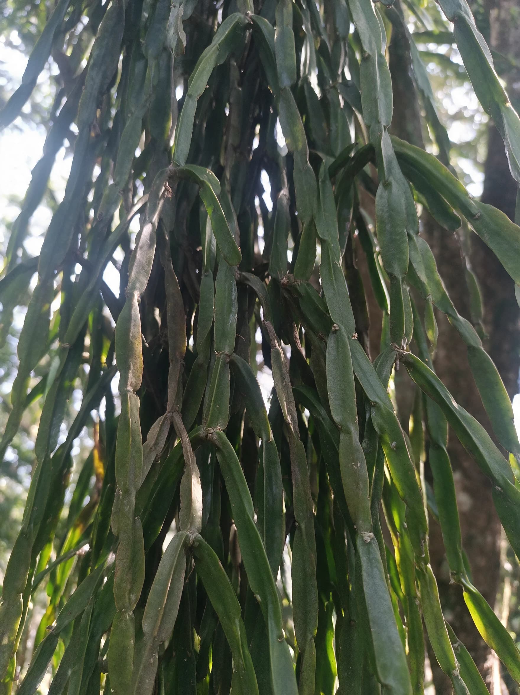 ריפסליס 'פרדוקסה׳ (קקטוס שרשרת) (rhipsalis paradoxa) — תקריב עלים, משתלת הדר נוי