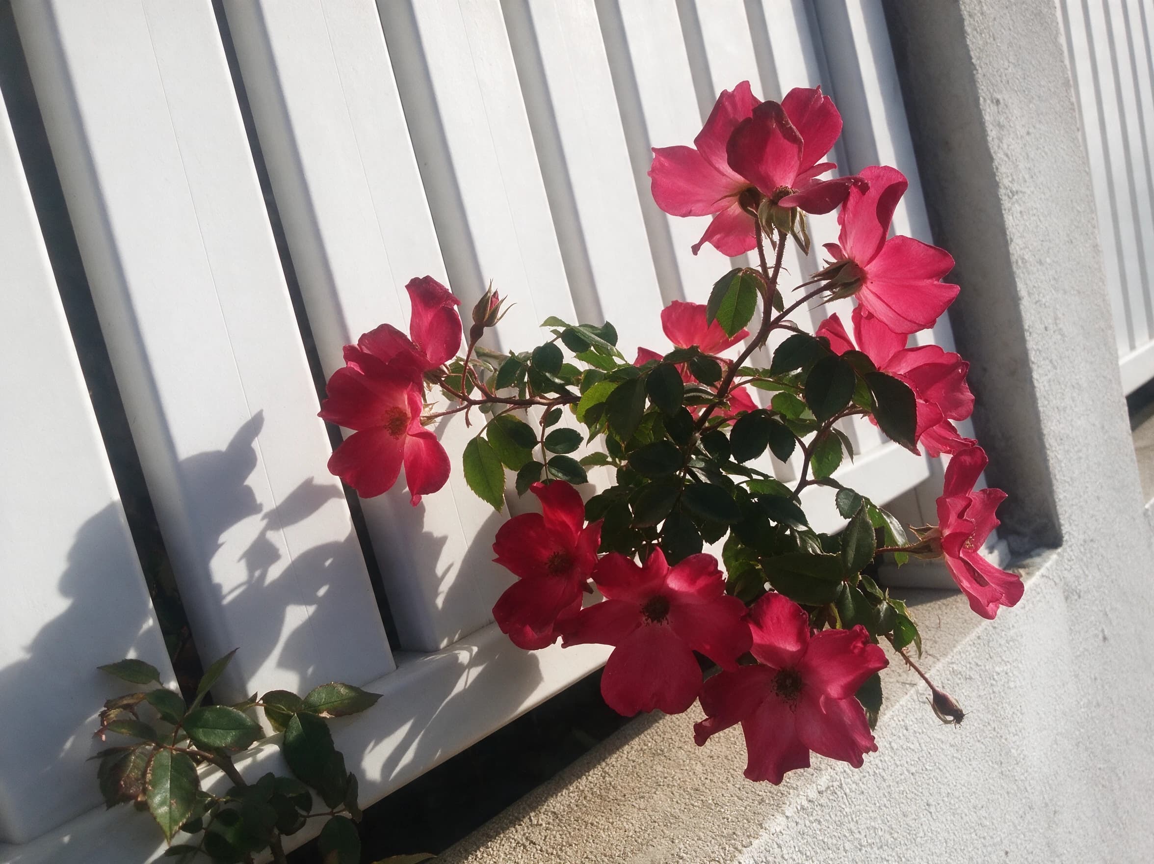 ורד מטפס כנפי מלאך (rosa angel wings) — ורד מטפס אדום-ורוד פורח על קיר בית מחורץ — מטפס על קיר ופרגולה, משתלת הדר נוי