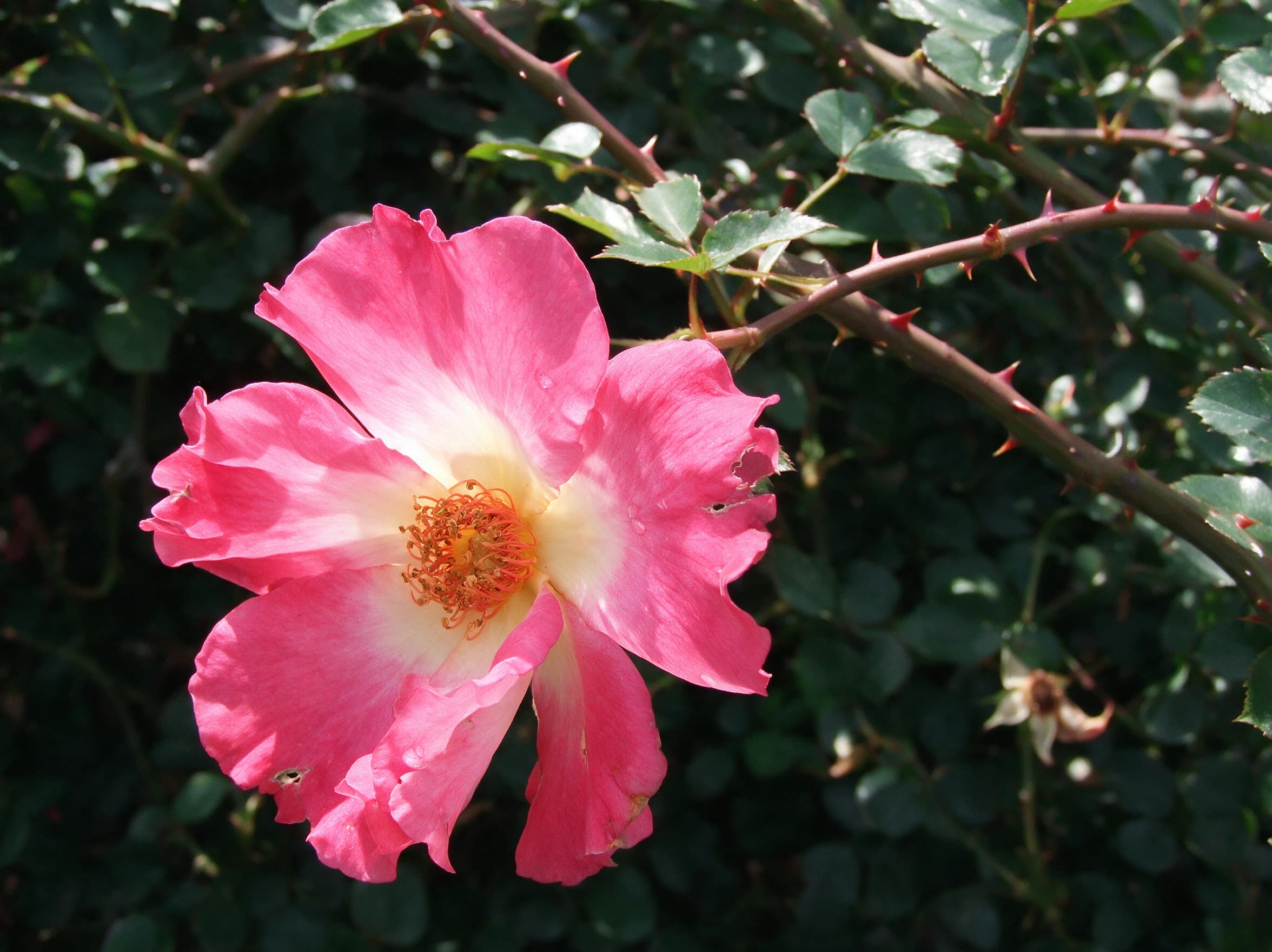 ורד מטפס כנפי מלאך (rosa angel wings) — תקריב פריחה, משתלת הדר נוי