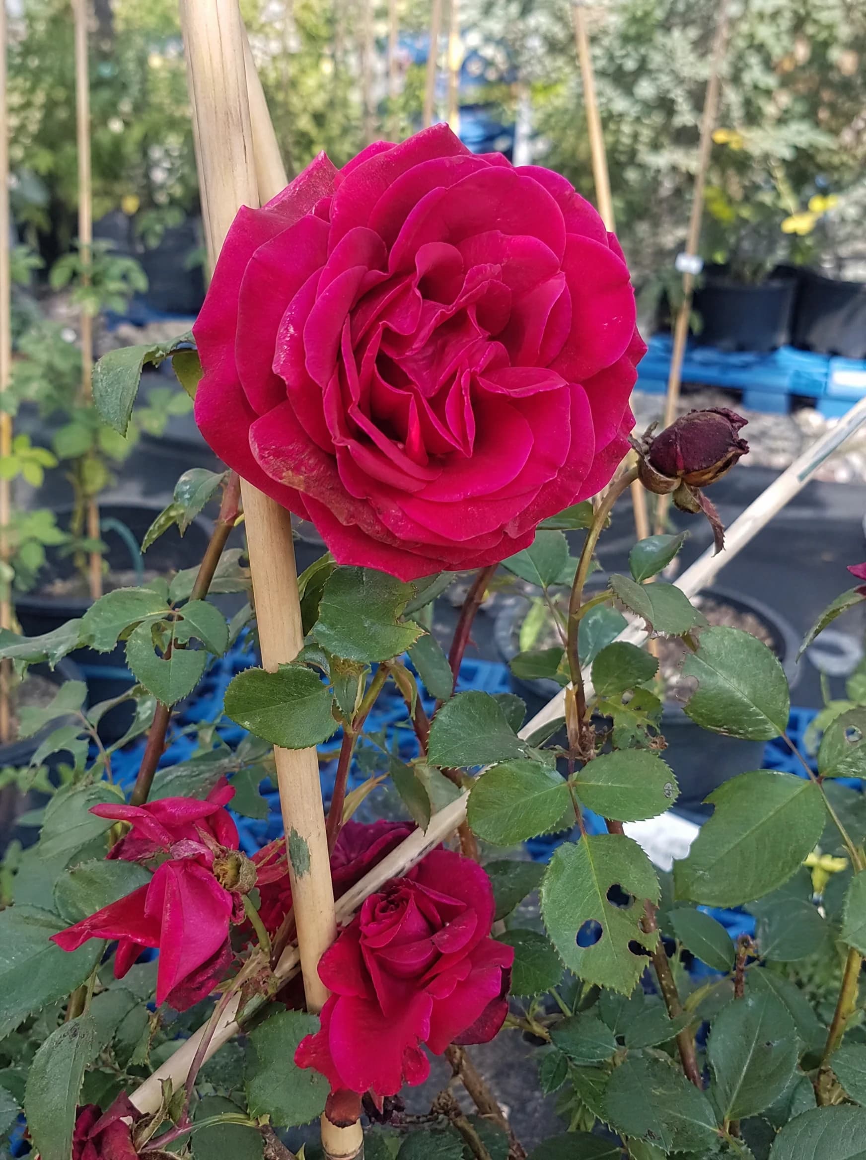 ורד מטפס כנפי מלאך (rosa angel wings) — תקריב פריחה, משתלת הדר נוי