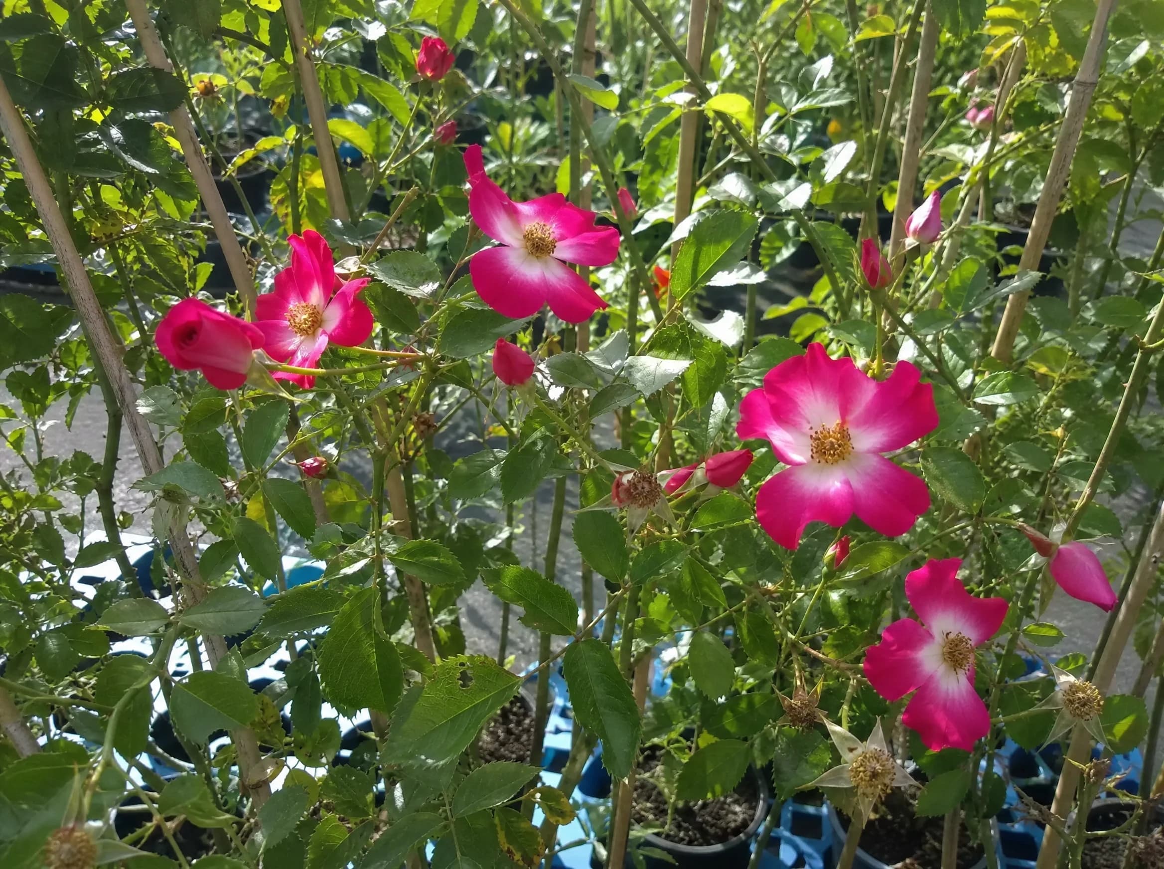 ורד מטפס "באטרפליי" (rosa butterfly) — תקריב פריחה, משתלת הדר נוי