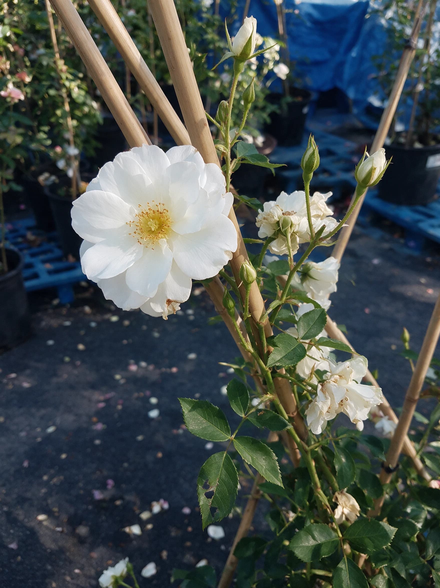 ורד מטפס אייסברג לבן (rosa climbing iceberg) — תקריב פריחה, משתלת הדר נוי