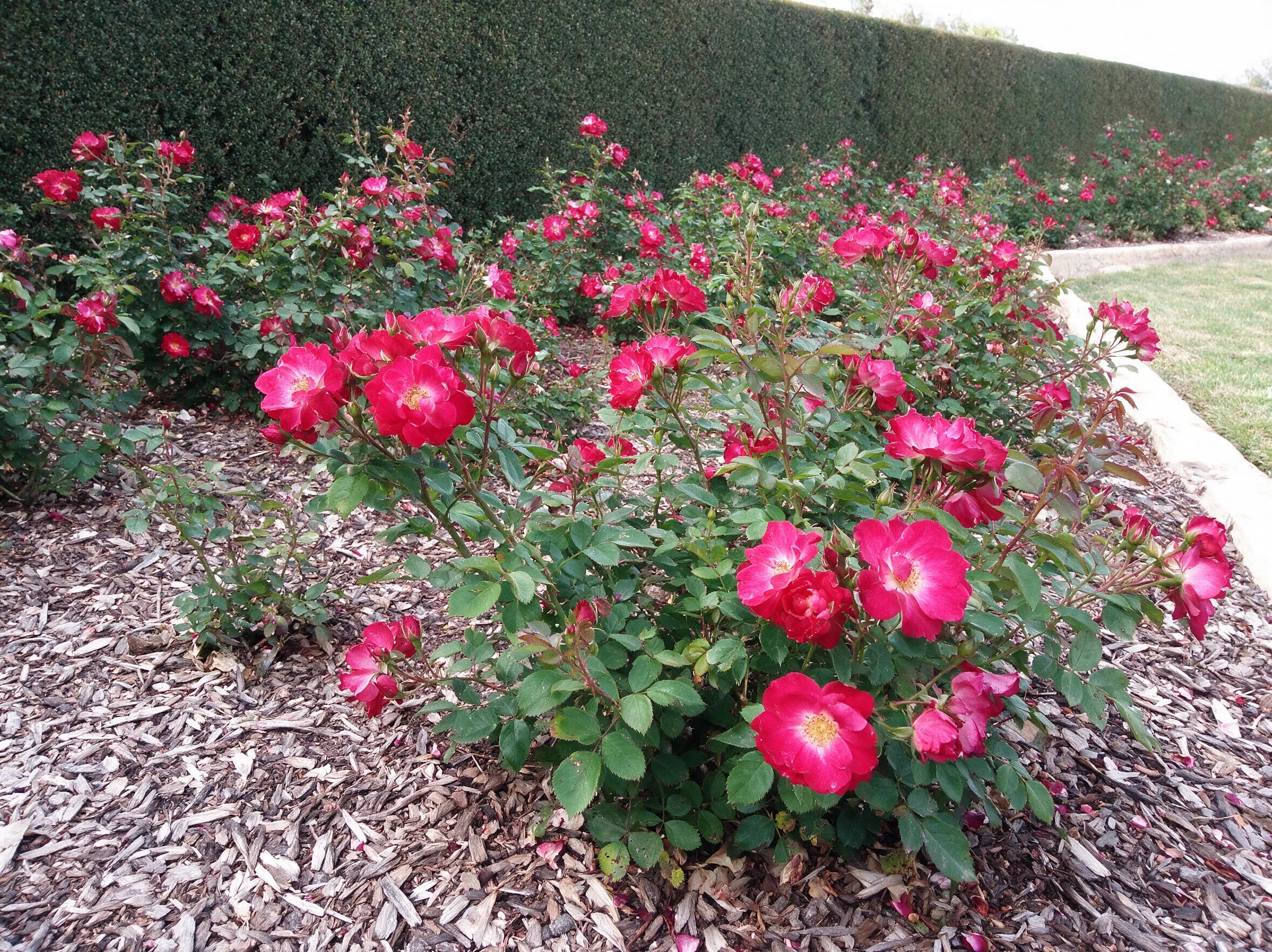 ורד פלוריבונדה ח 2 (rosa floribunda) — ערוגת ורדים אדומים בשתילה צפופה על מצע קליפות מול גדר חיה — שתילה במסה, משתלת הדר נוי