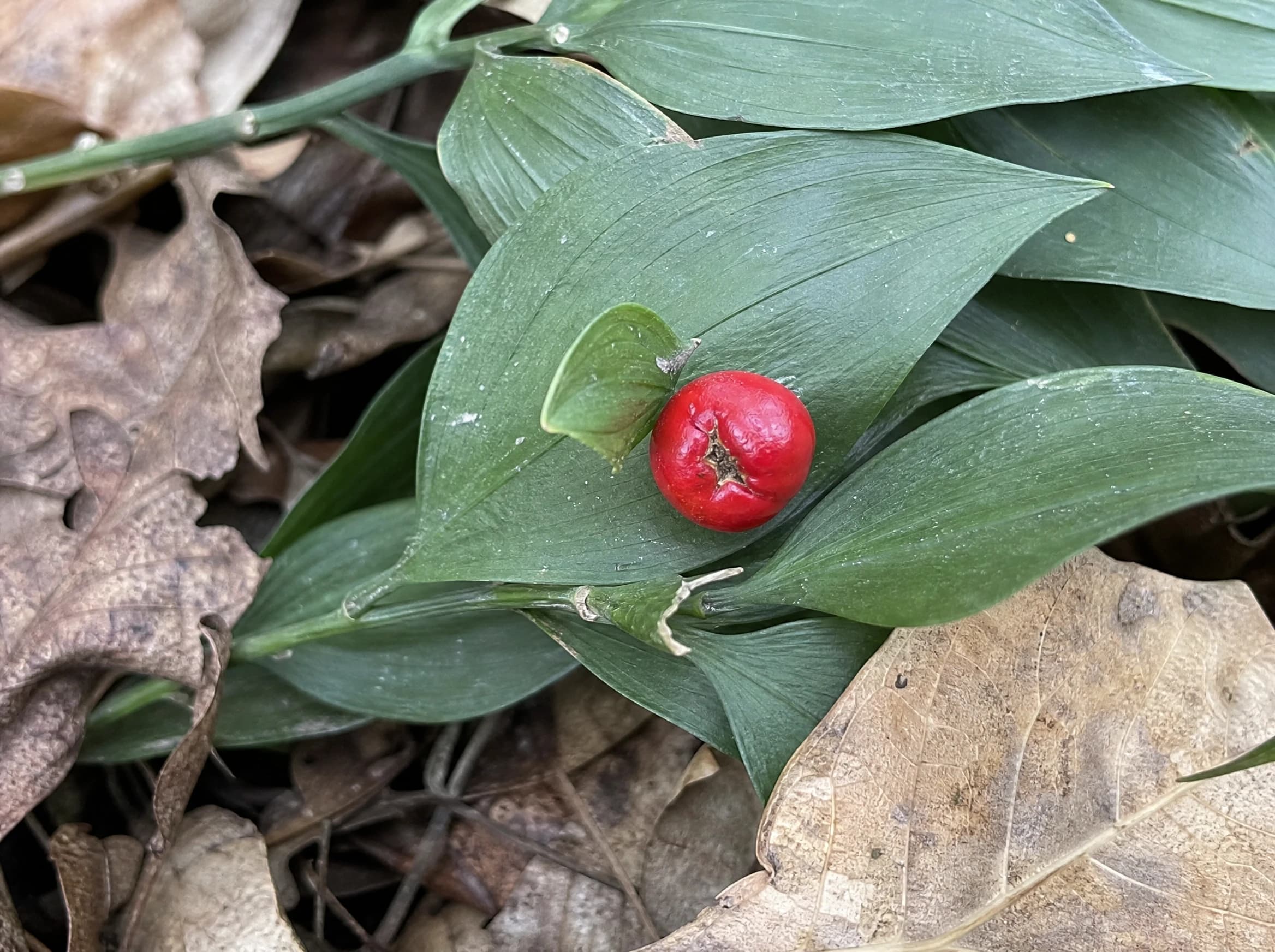 רוסקוס (עצבונית) (ruscus hypoglossum) — תקריב פרי, משתלת הדר נוי