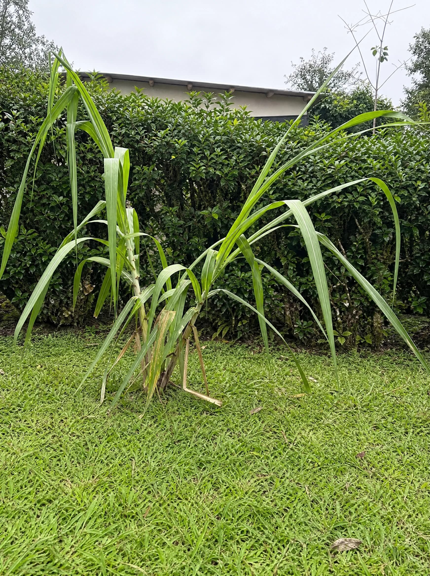קנה סוכר (saccharum officinarum) — גוש קני סוכר בגבעולים מפורקים ועלים ארוכים על מדשאה — צמח מבטא בגינה, משתלת הדר נוי