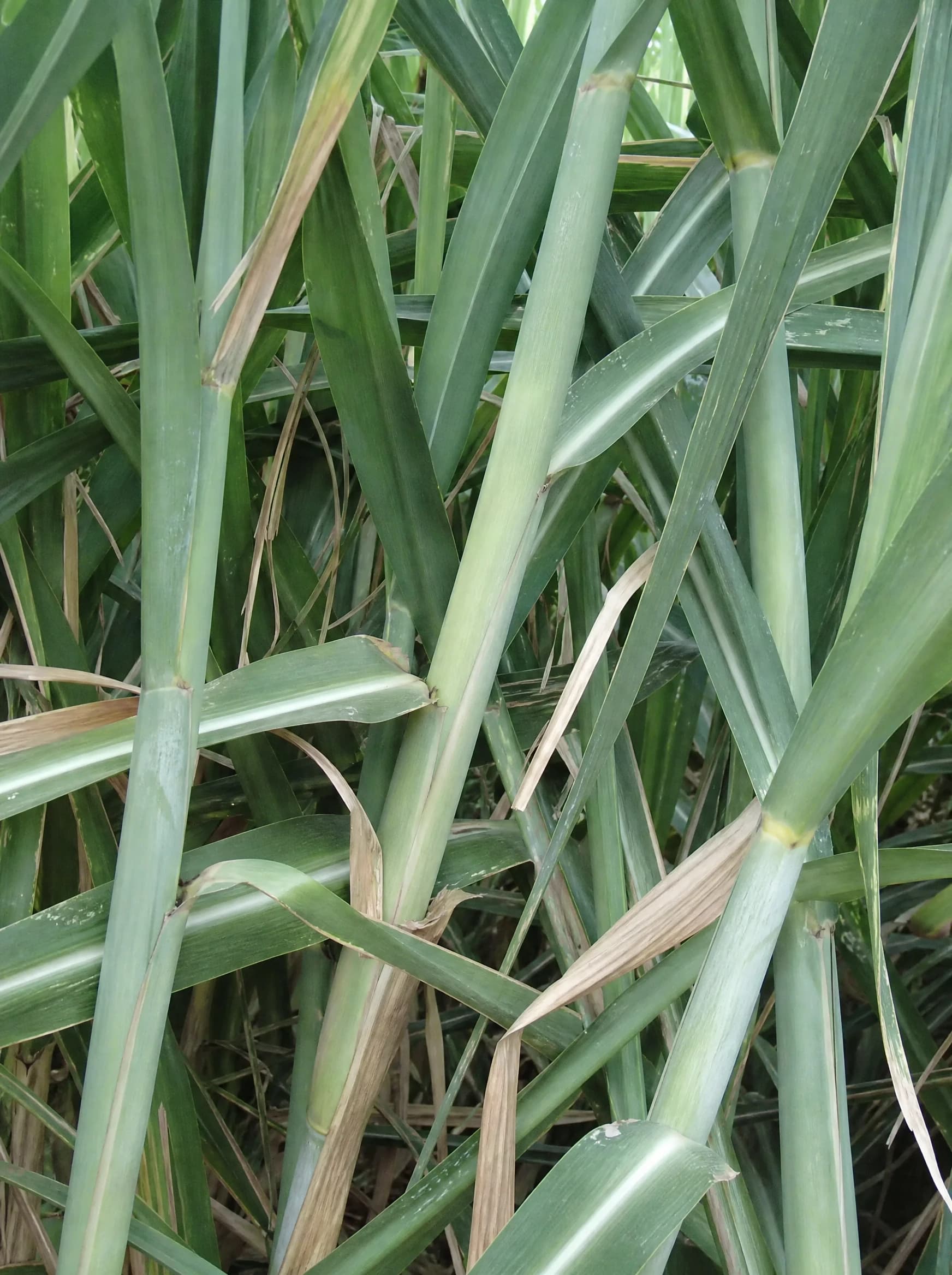 קנה סוכר (saccharum officinarum) — תקריב עלים, משתלת הדר נוי
