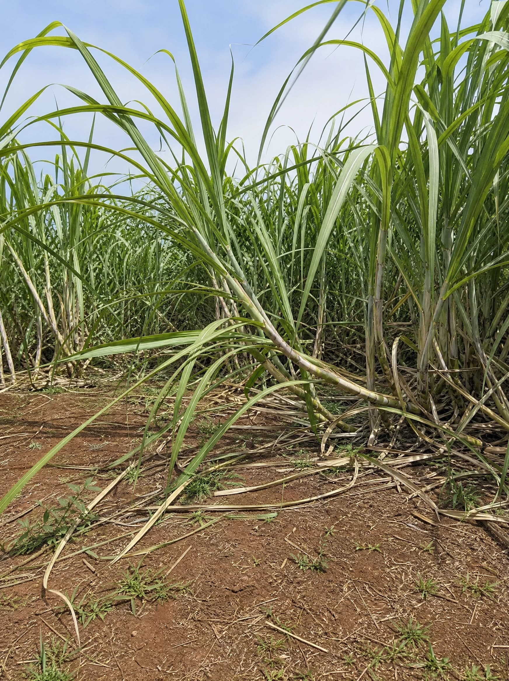 קנה סוכר (saccharum officinarum) — מקבץ קני סוכר גבוה וצפוף כמסך על אדמה אדומה — מסך ירוק להסתרה, משתלת הדר נוי