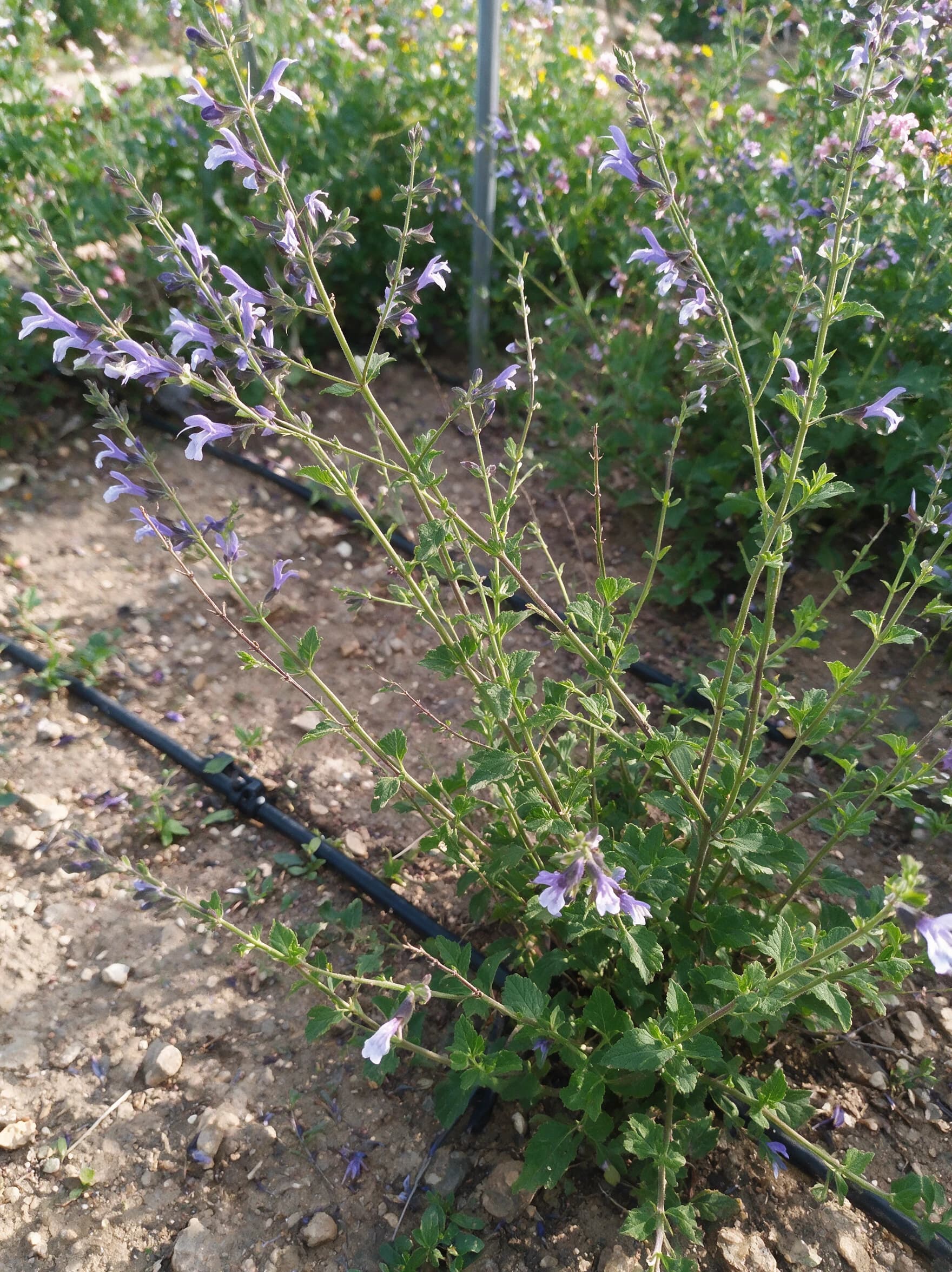 מרווה 'אפריקן סקאי׳ (salvia african sky) — מרווה צעירה בפרחים תכולים־לילכיים בערוגת אדמה עם קו טפטוף — גבול ערוגה ושוליים, משתלת הדר נוי