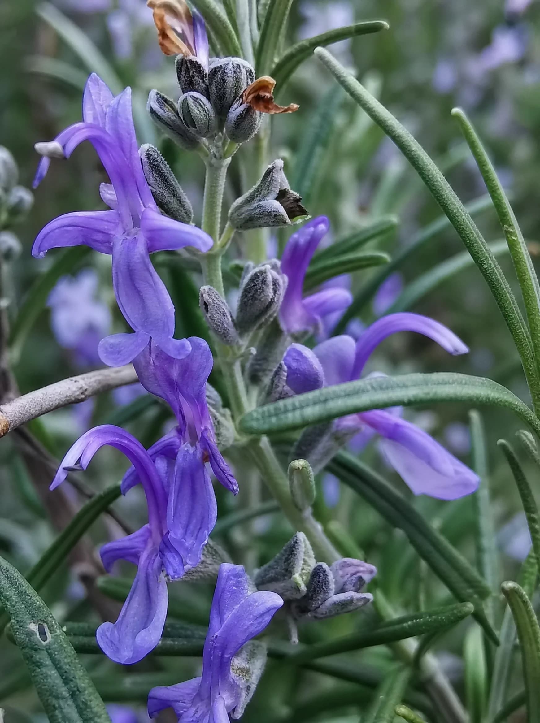 מרווה 'אפריקן סקאי׳ (salvia african sky) — תקריב פריחה, משתלת הדר נוי