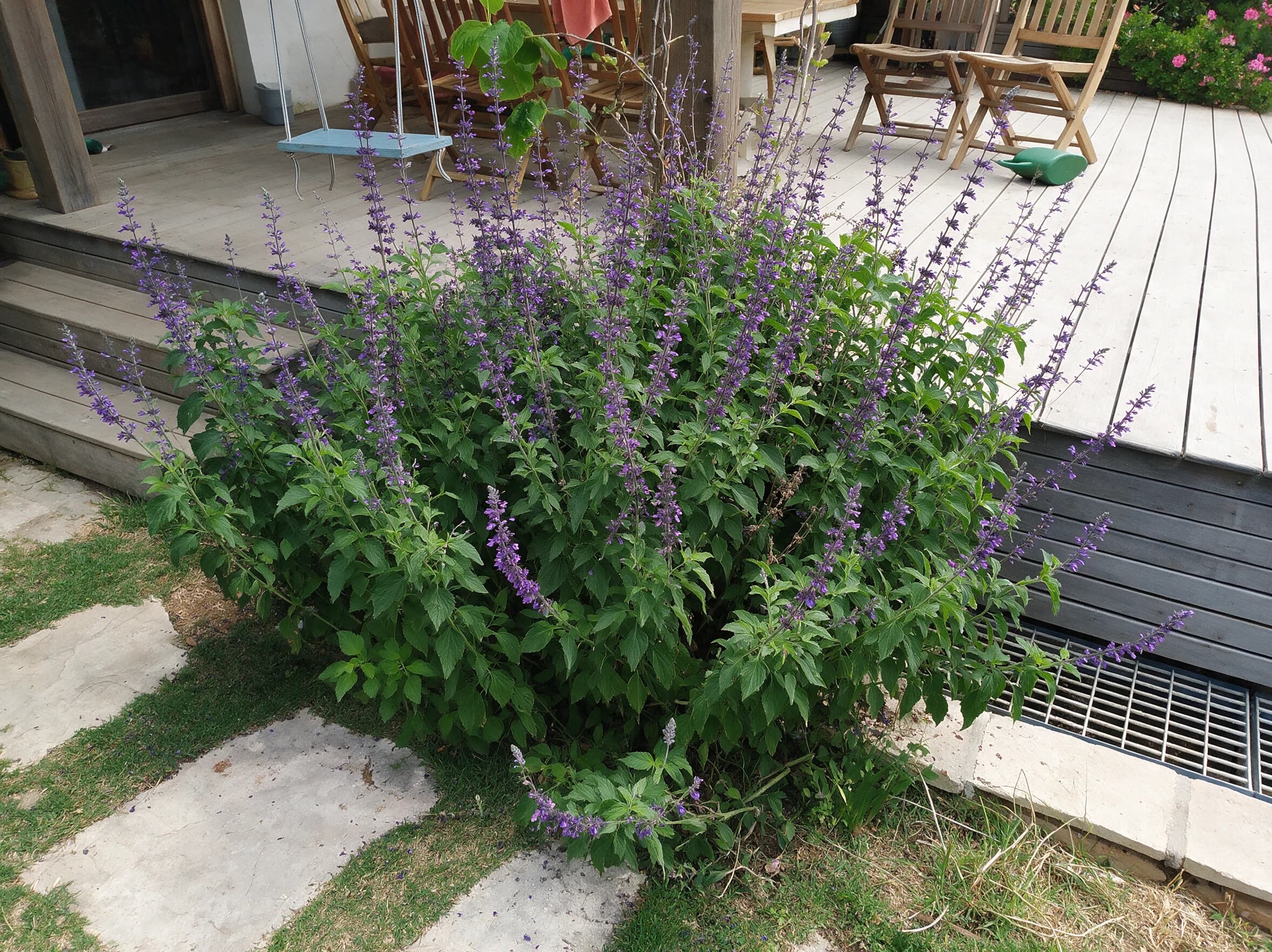 מרווה אינדיגו (salvia farinacea indigo) — גוש מרווה קמחית גבוה בשיבולים כחולות זקופות לצד דק עץ — גבול ערוגה ושוליים, משתלת הדר נוי
