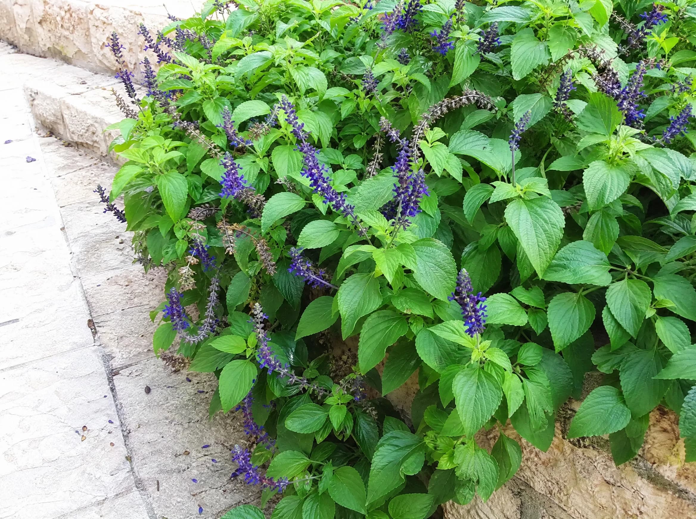 מרווה אינדיגו (salvia farinacea indigo) — מרווה קמחית מטפסת מעל שפת ערוגה מוגבהת מאבן — גבול ערוגה ושוליים, משתלת הדר נוי