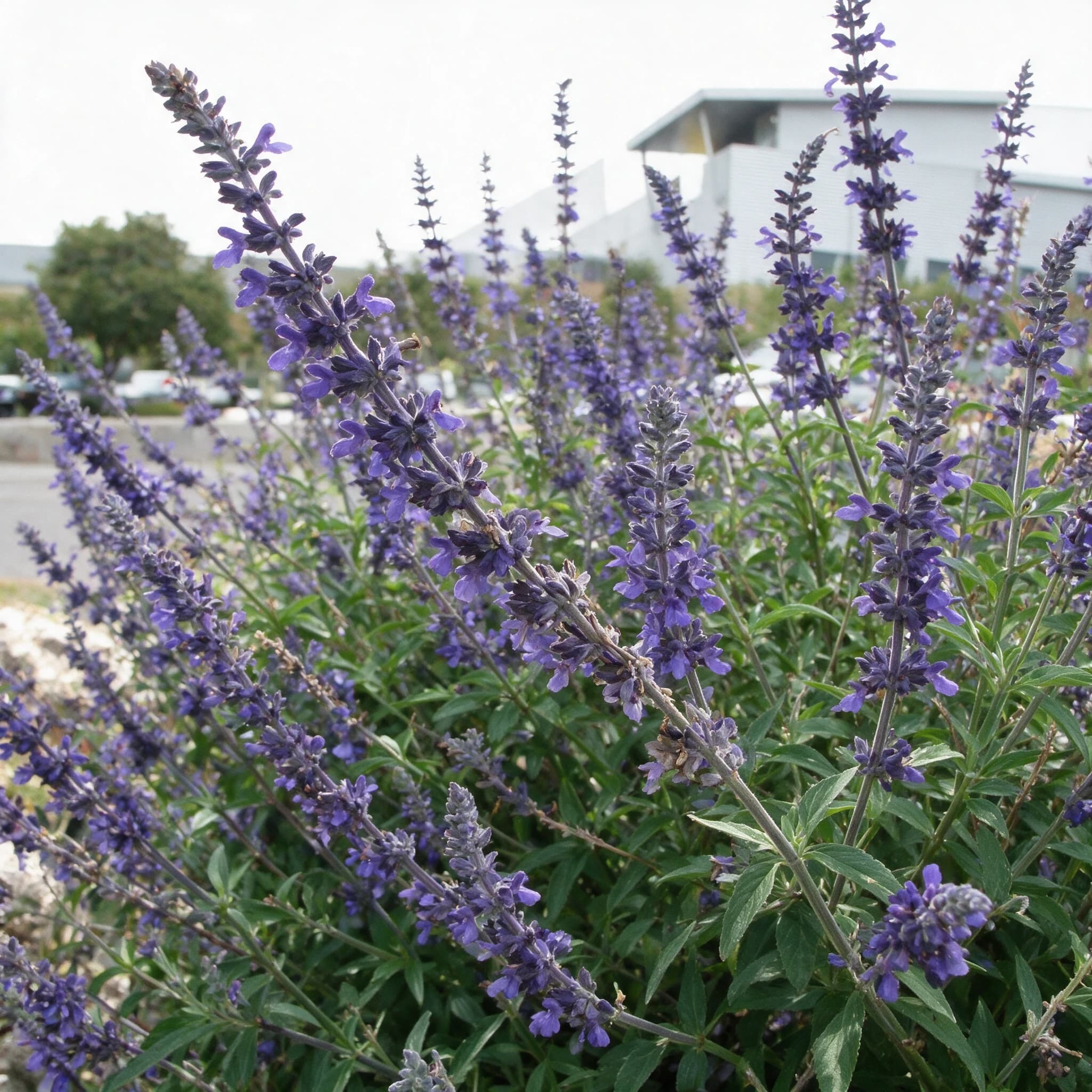 מרווה אינדיגו (salvia farinacea indigo) — תקריב פריחה, משתלת הדר נוי
